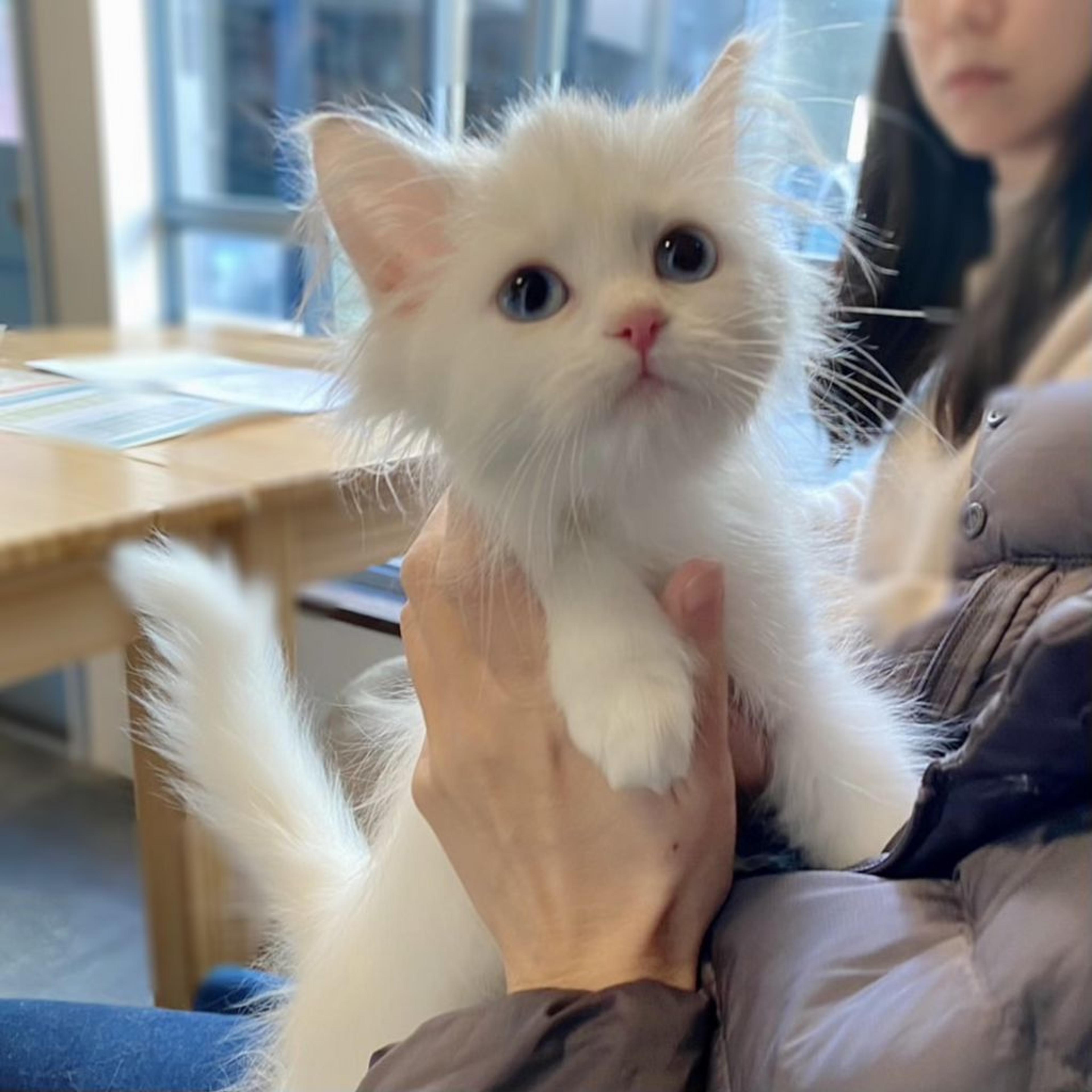 pet-image-3