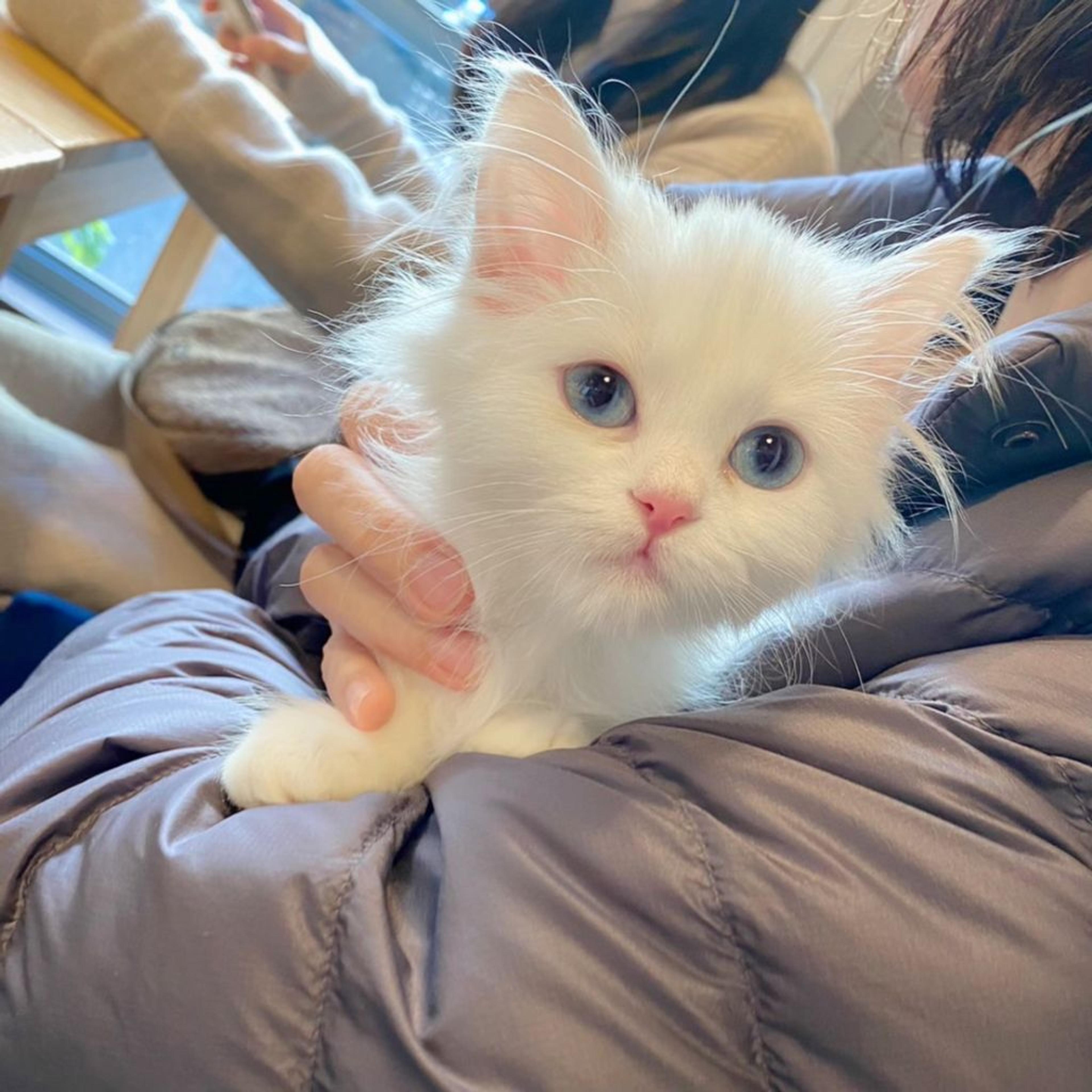 pet-image-4