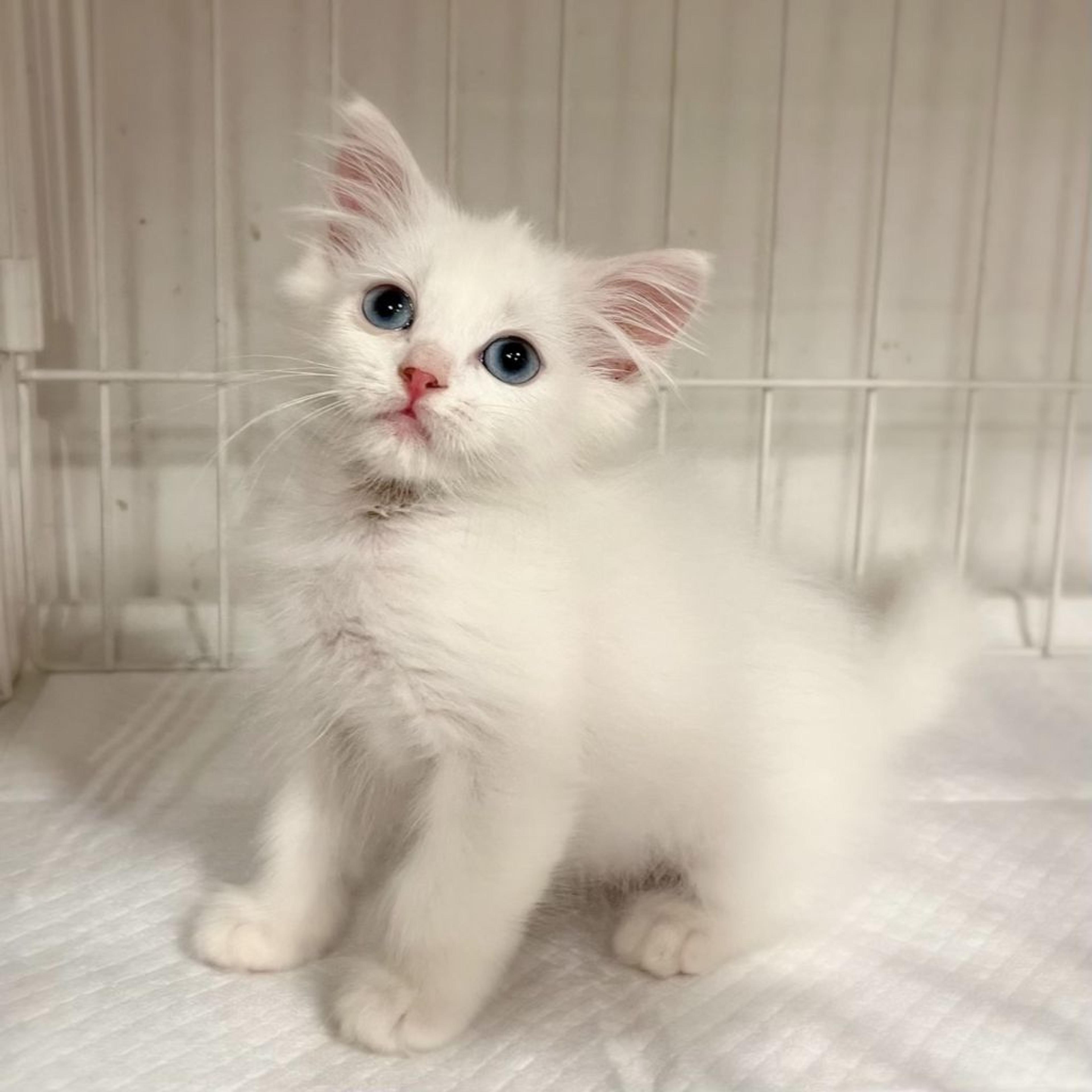 pet-image-5