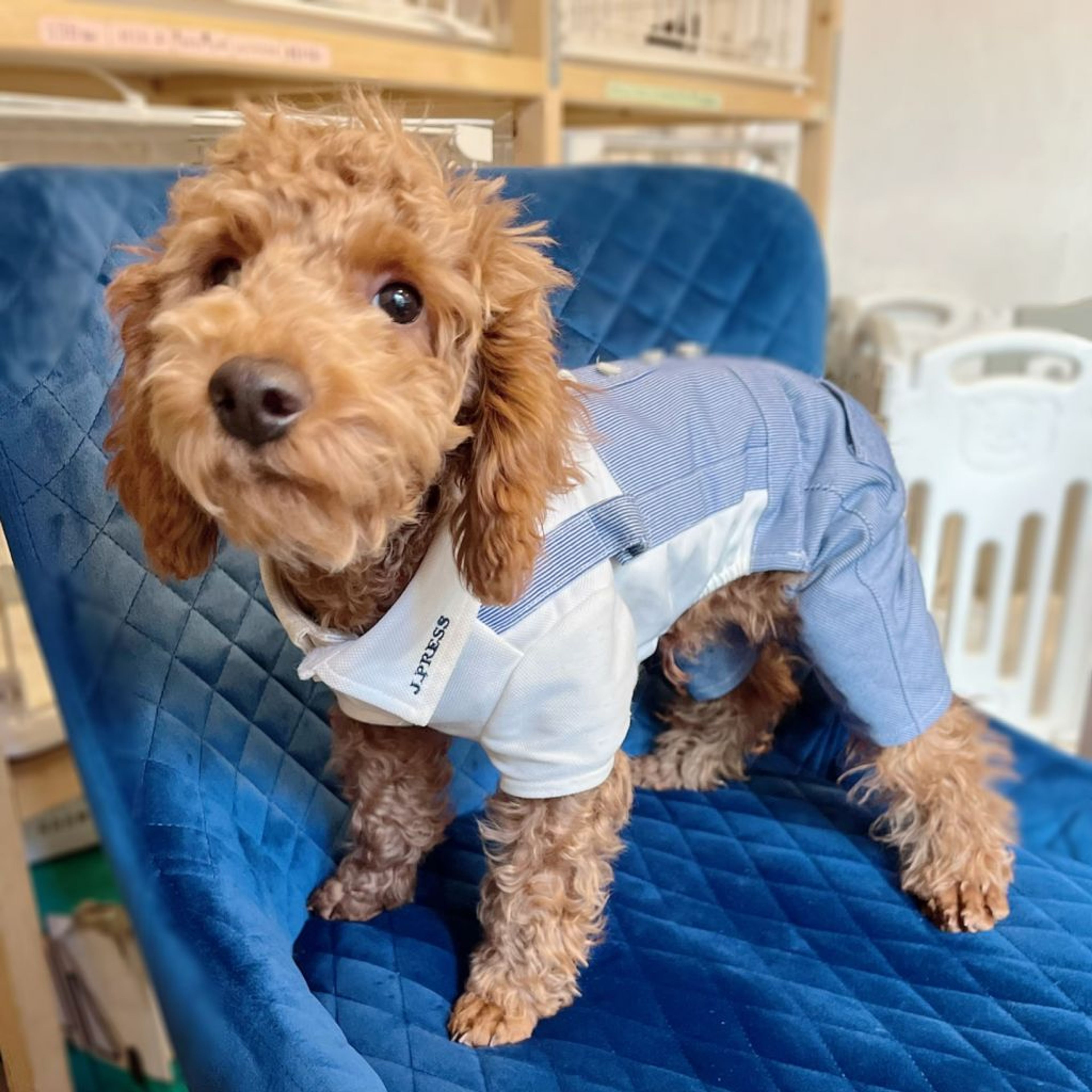pet-image-5