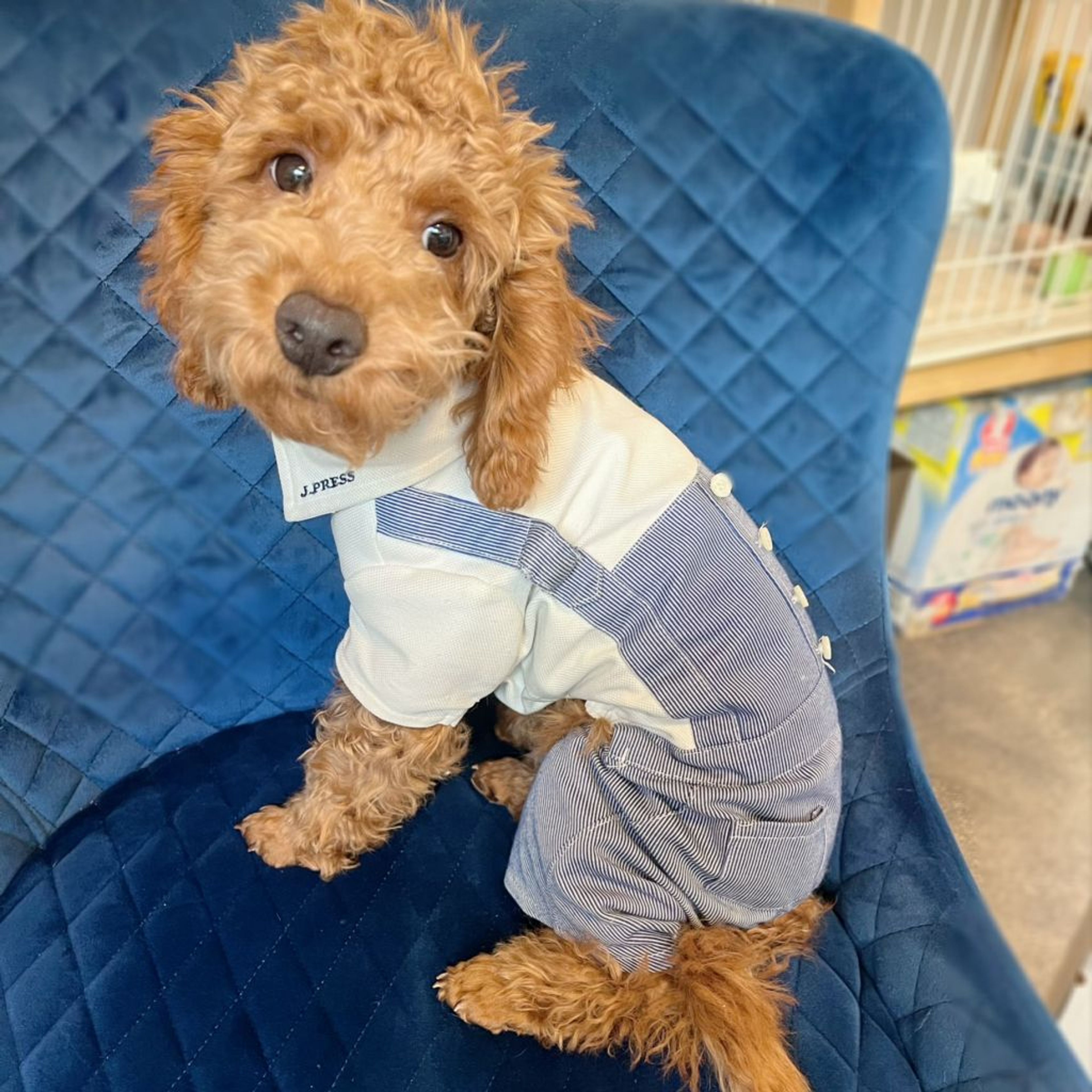 pet-image-6