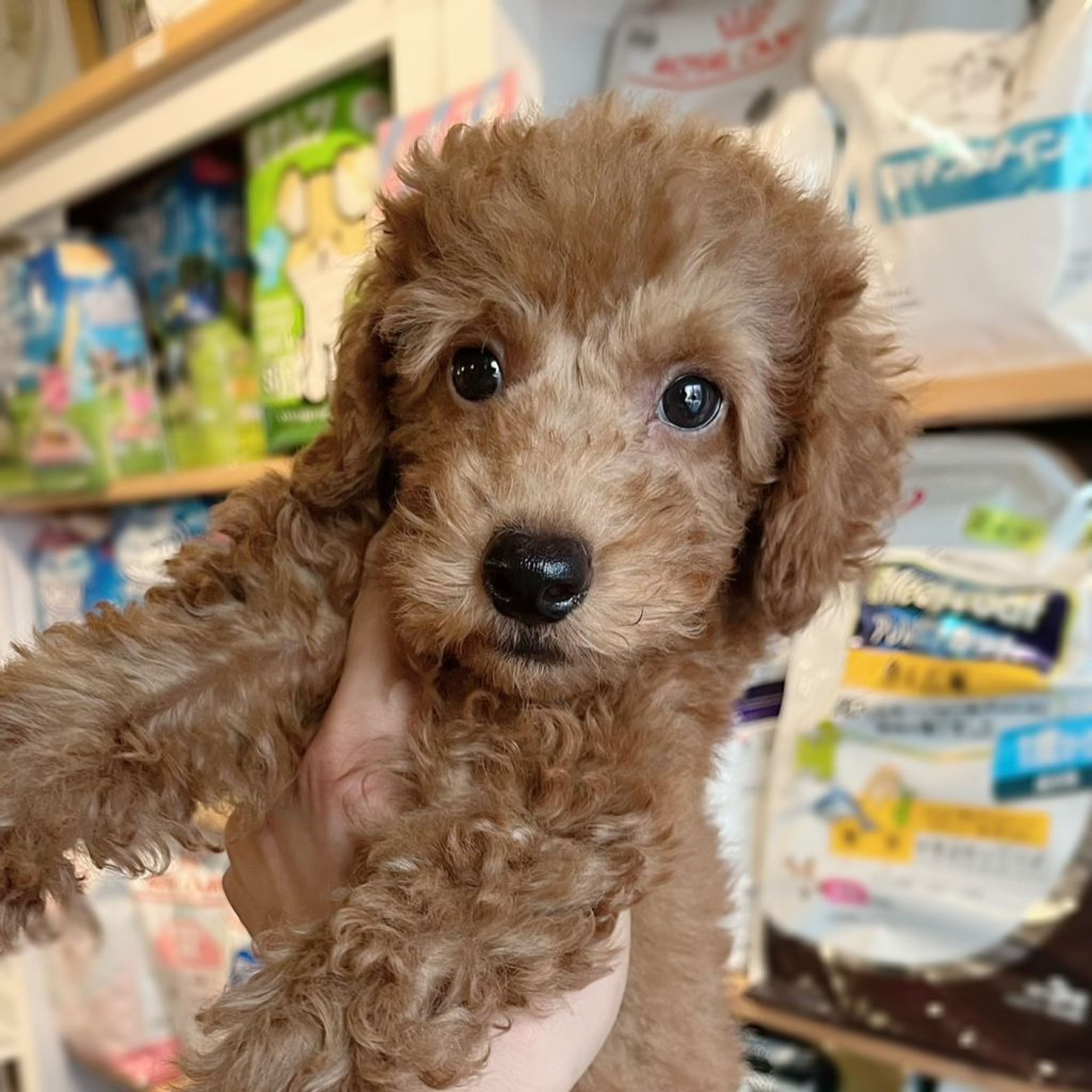 pet-image-8