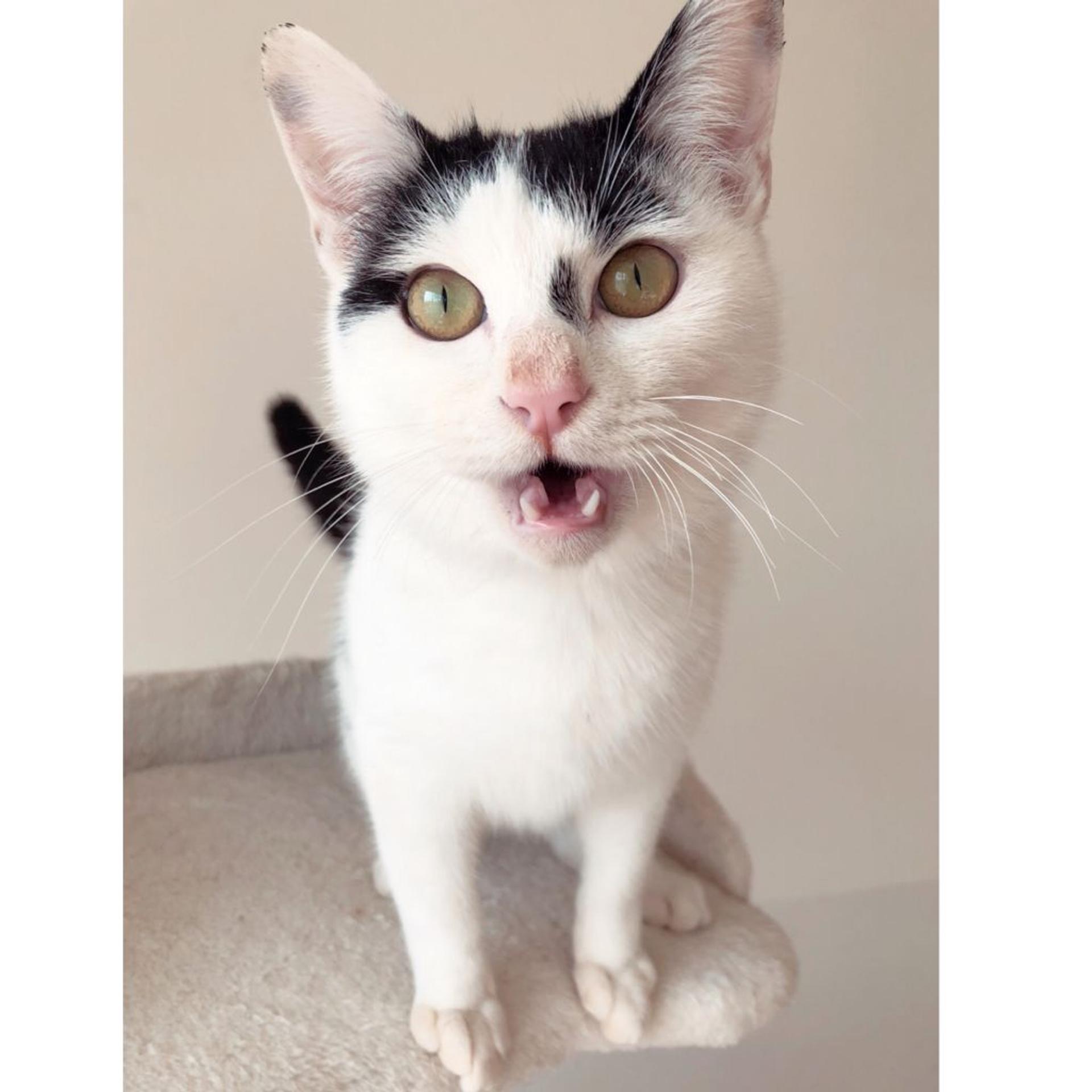 pet-image-2