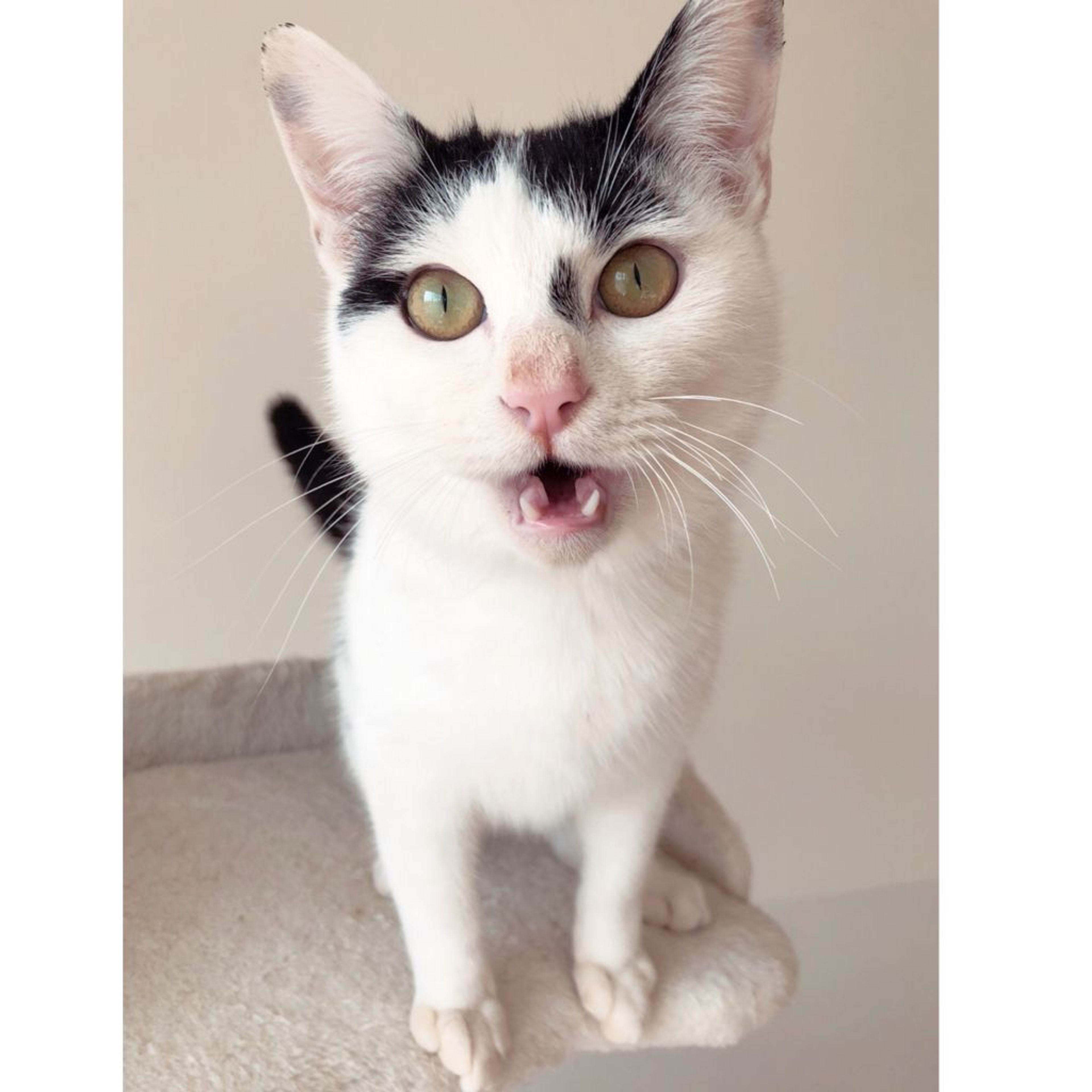 pet-image-2