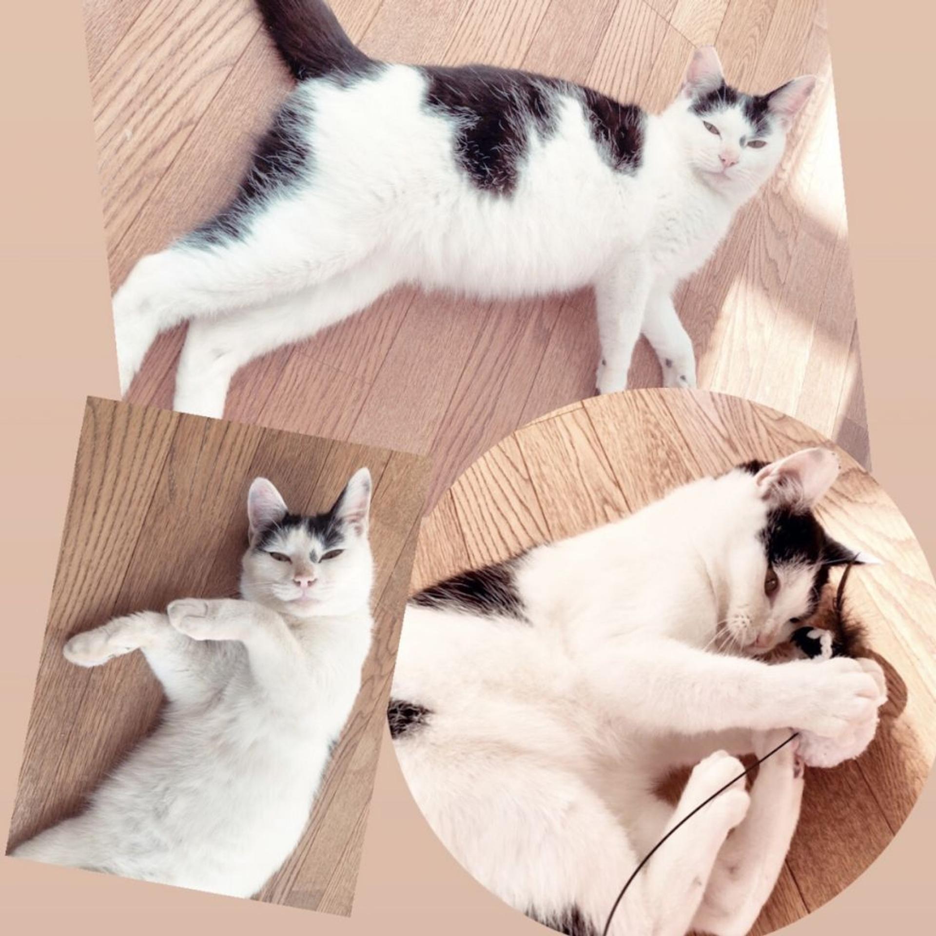 pet-image-3