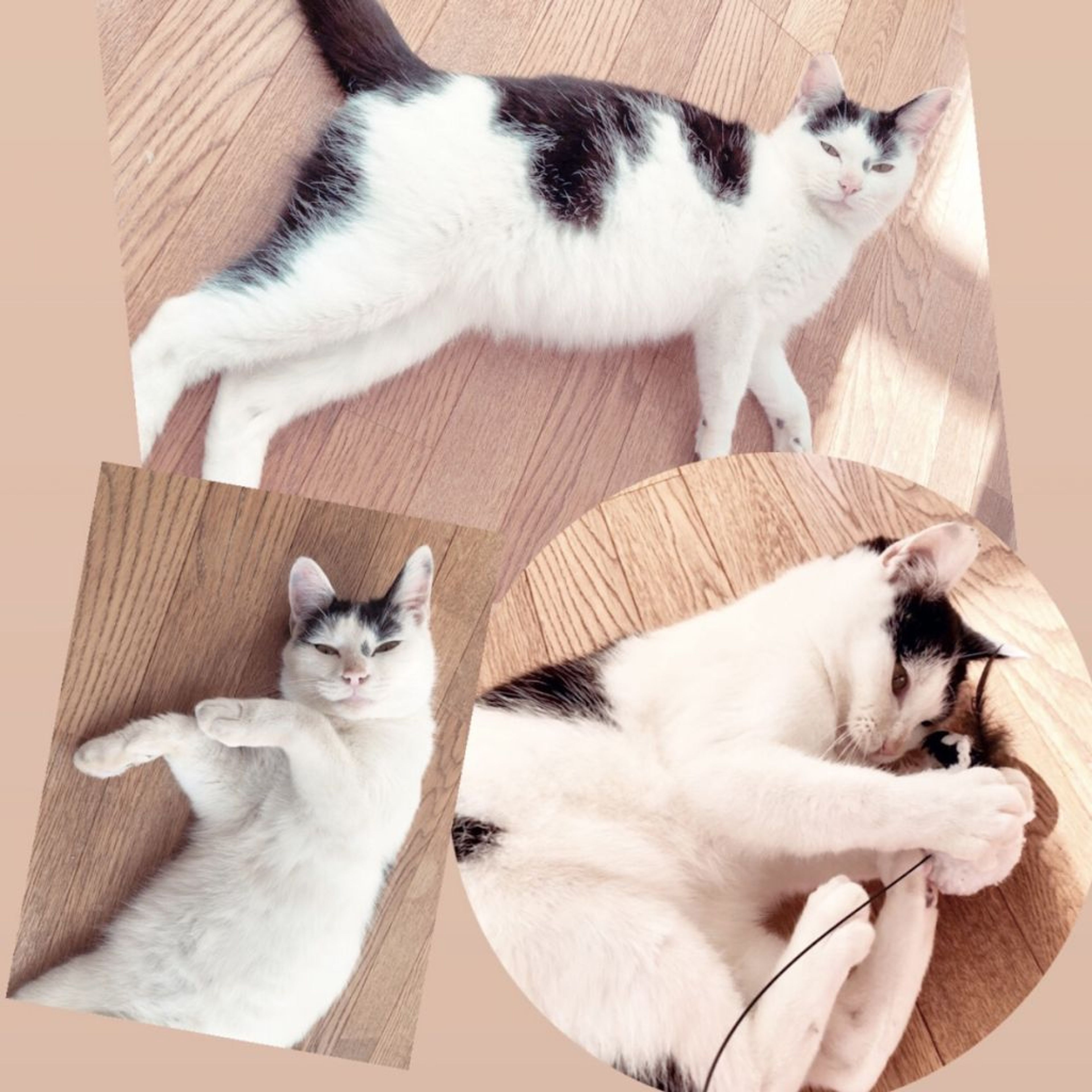 pet-image-3