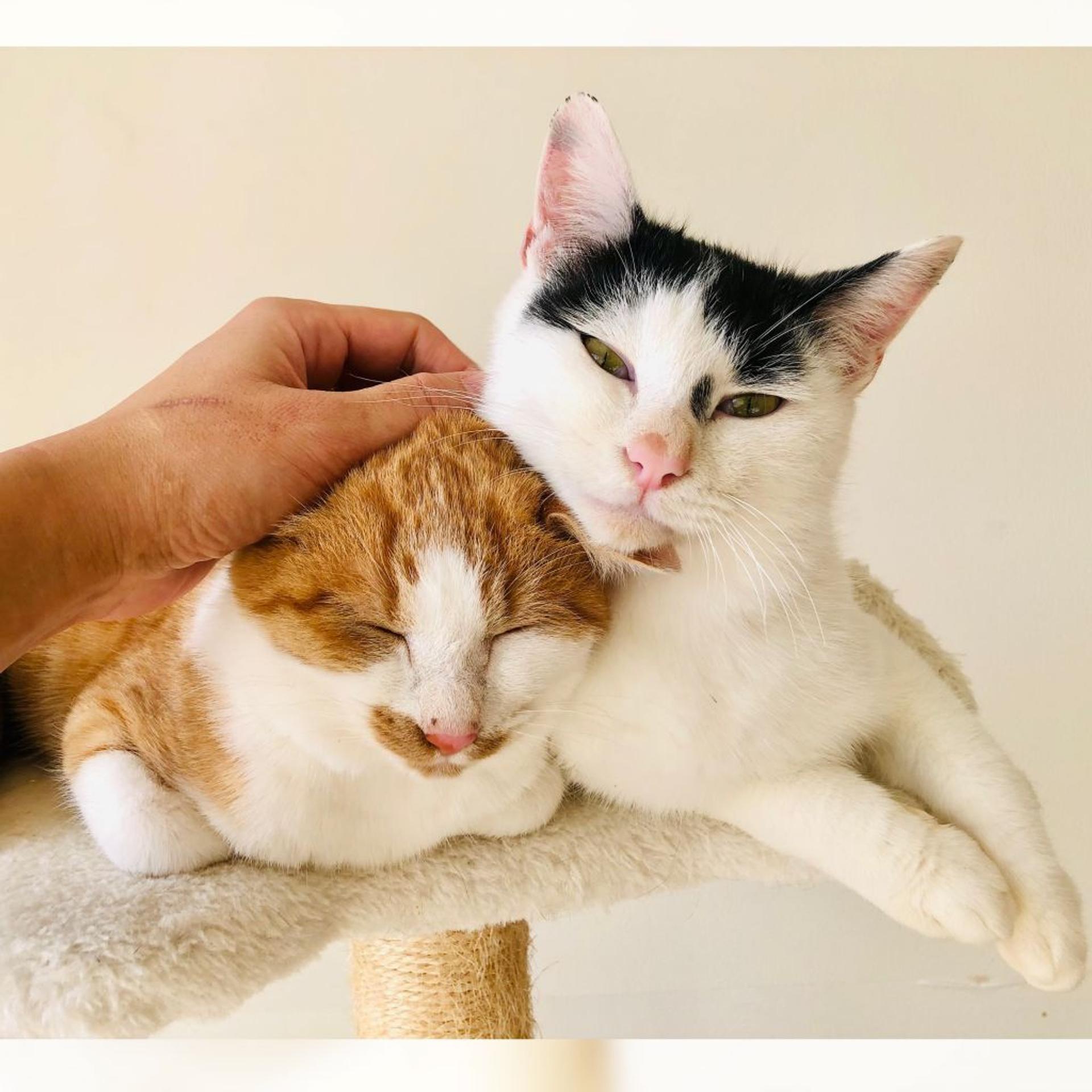 pet-image-7