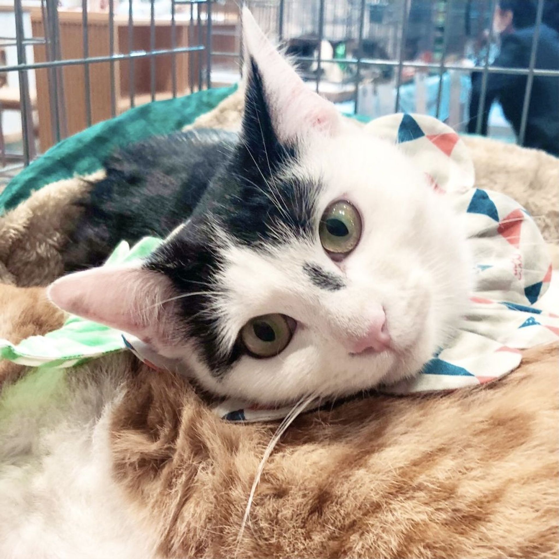 雑種（ミックス猫）・オスの里親募集の写真