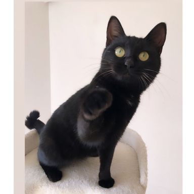 1/7(日)都内譲渡会お見合い可能　美猫なミラーちゃん