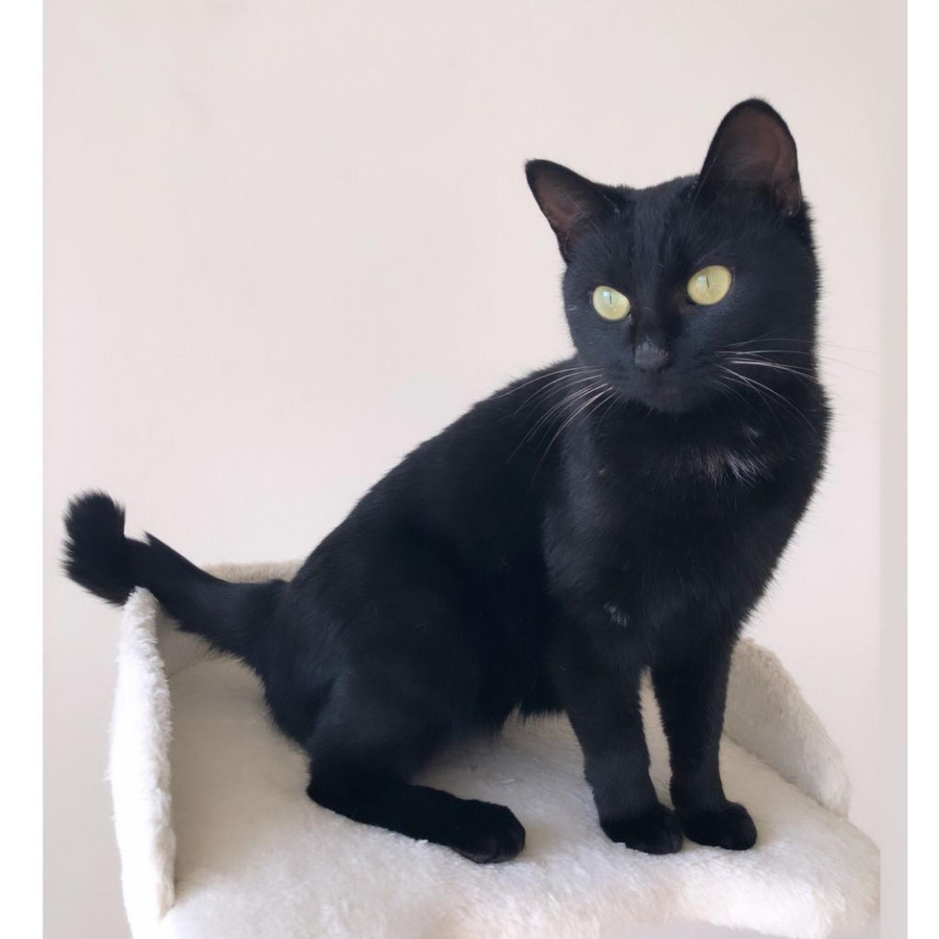 pet-image-4