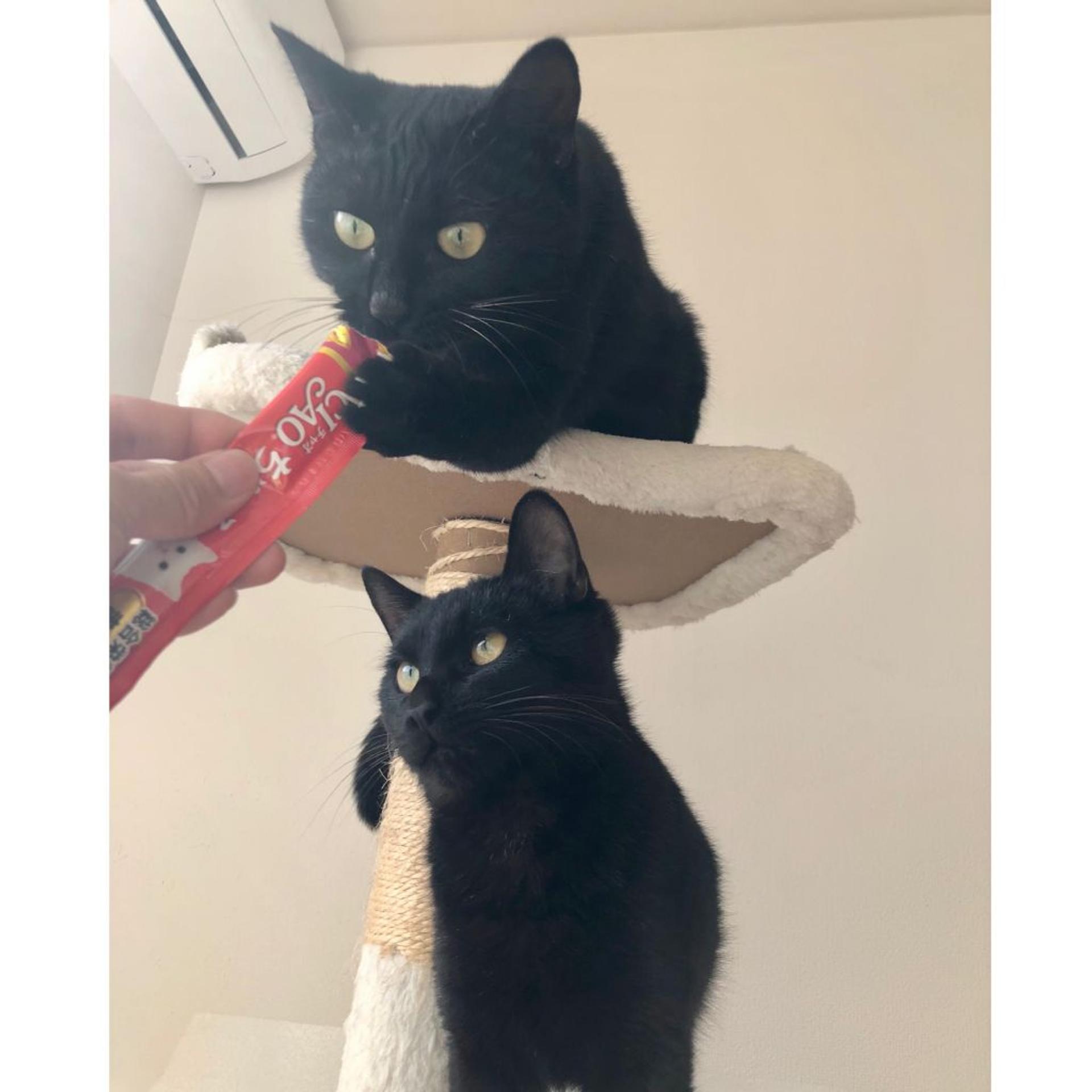 pet-image-5