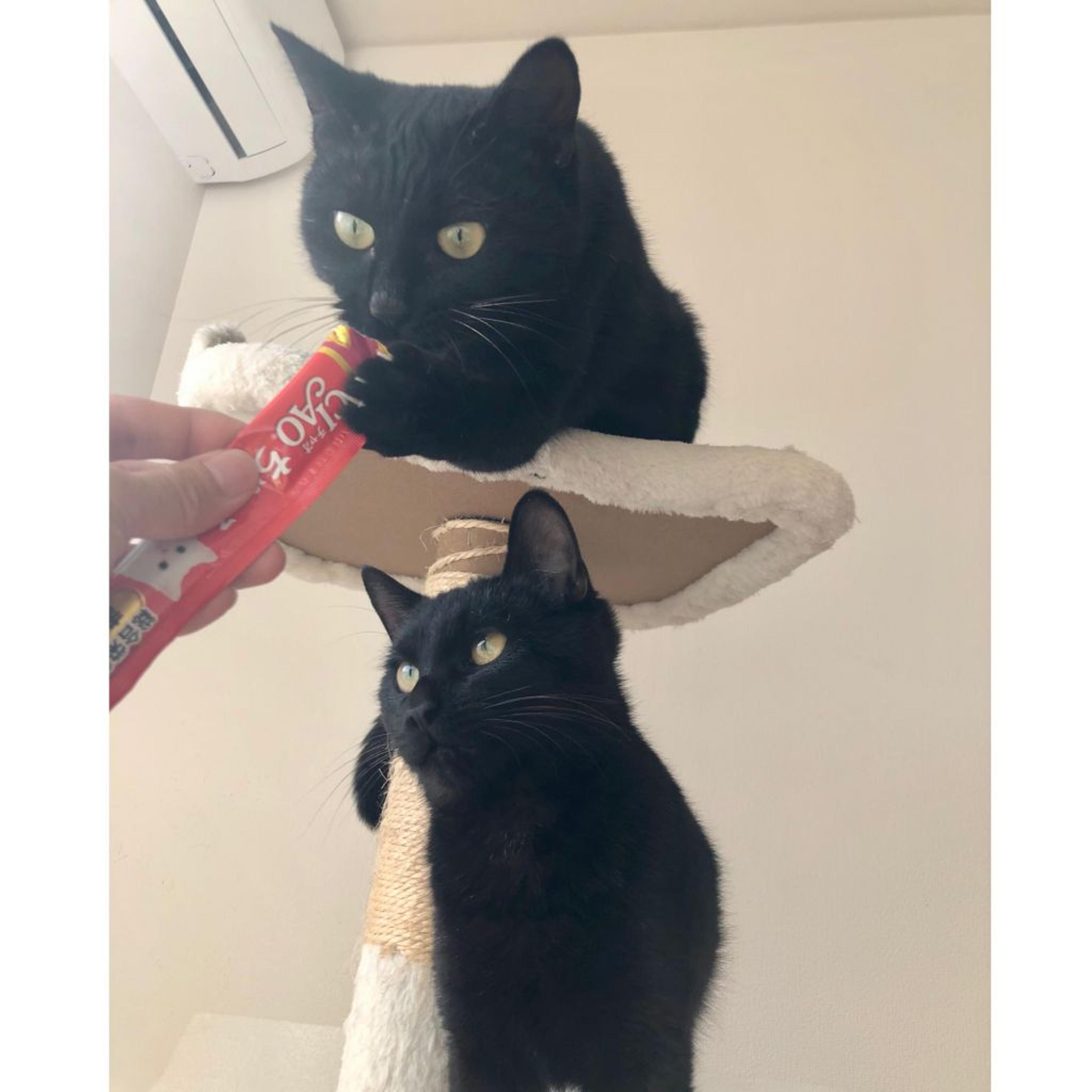 pet-image-5