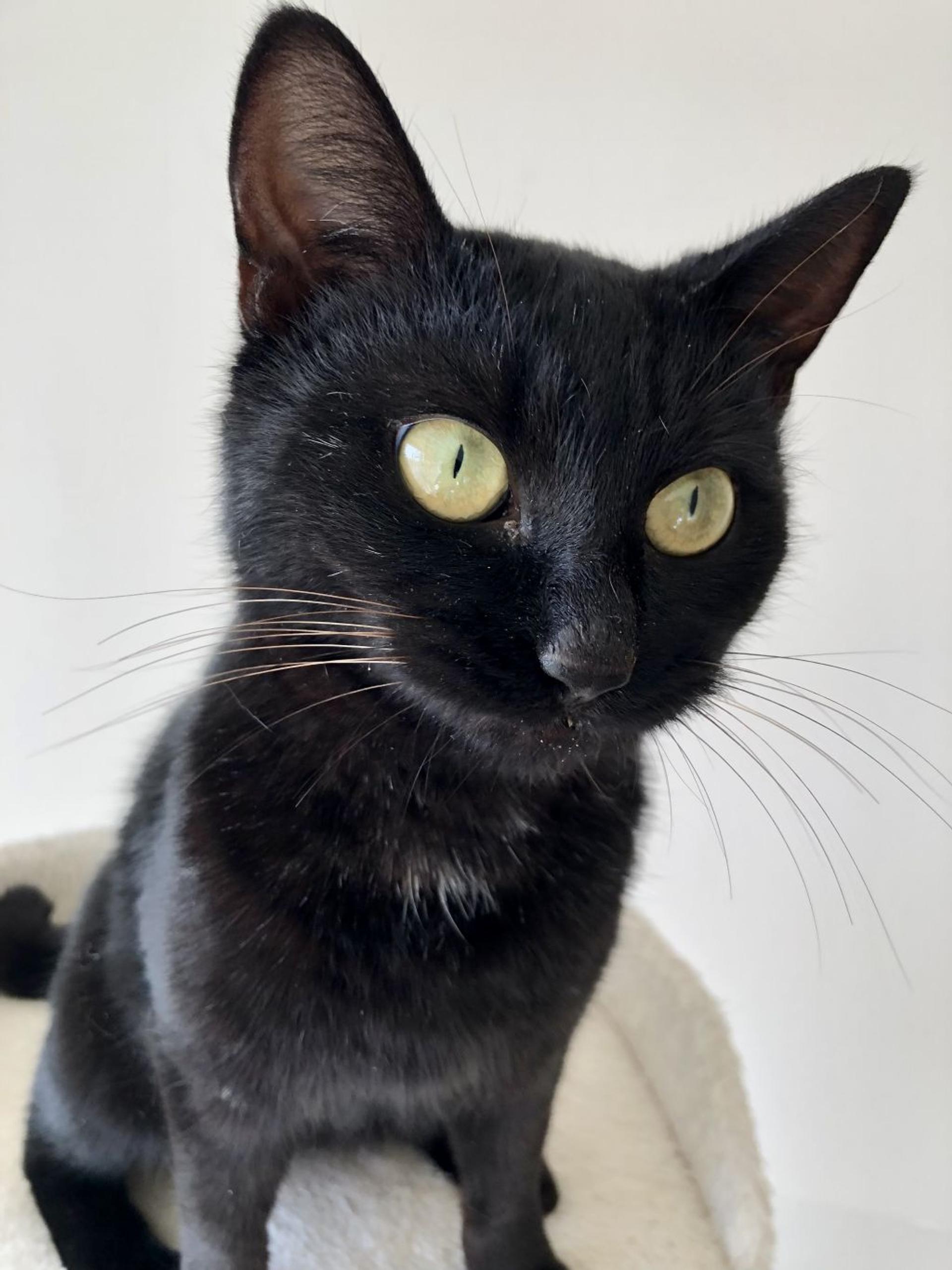 pet-image-8