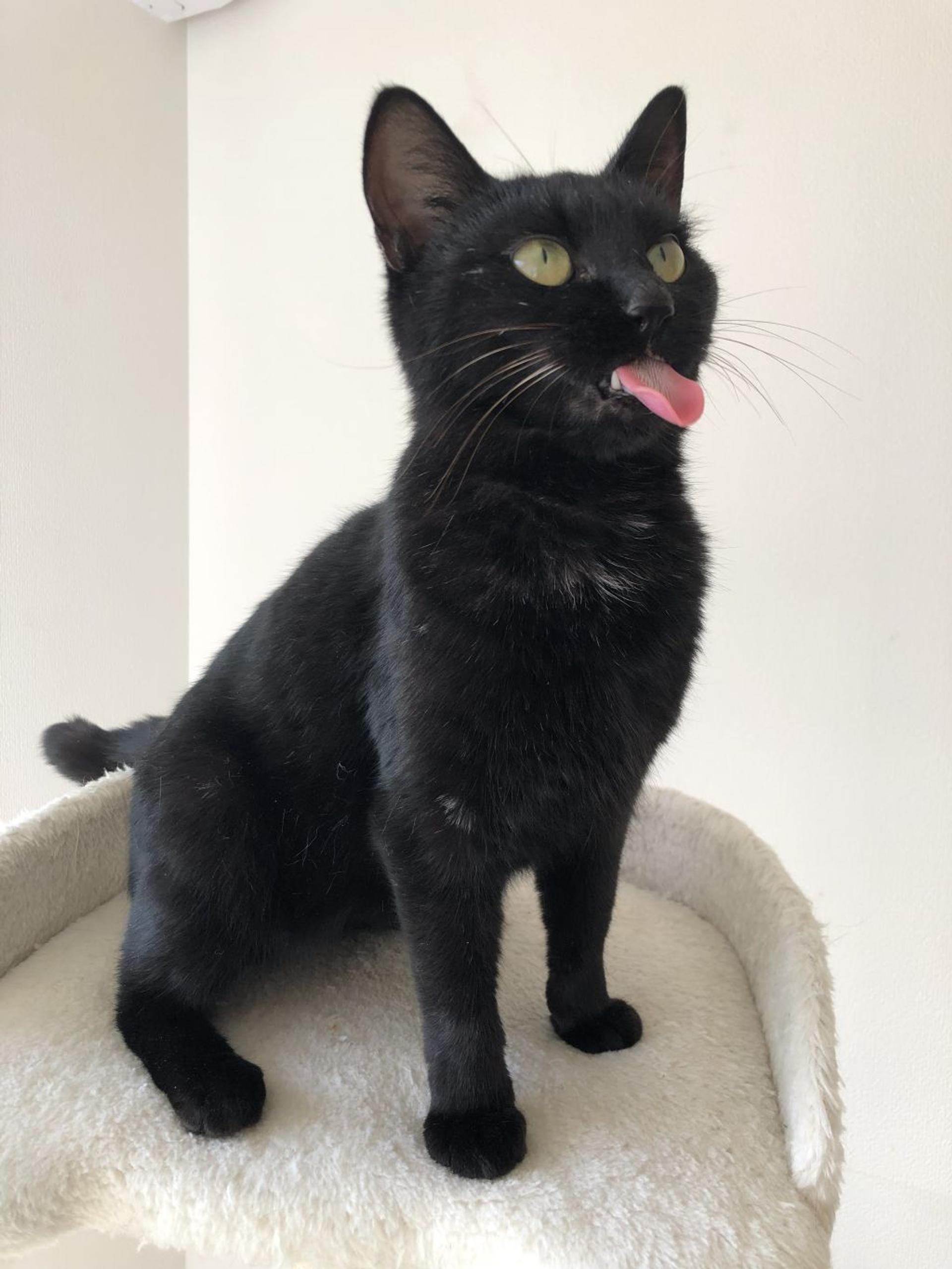 pet-image-9