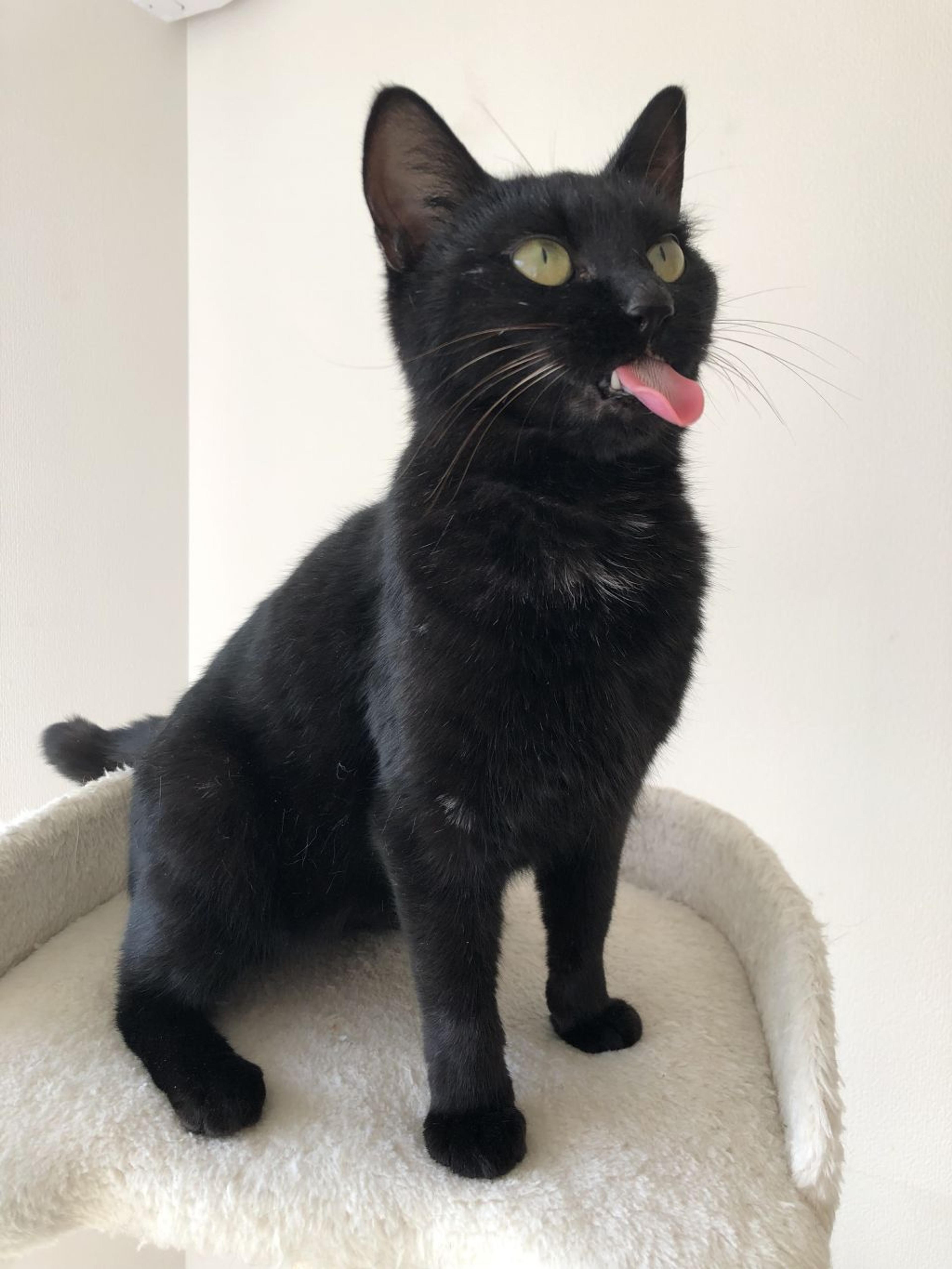 pet-image-9