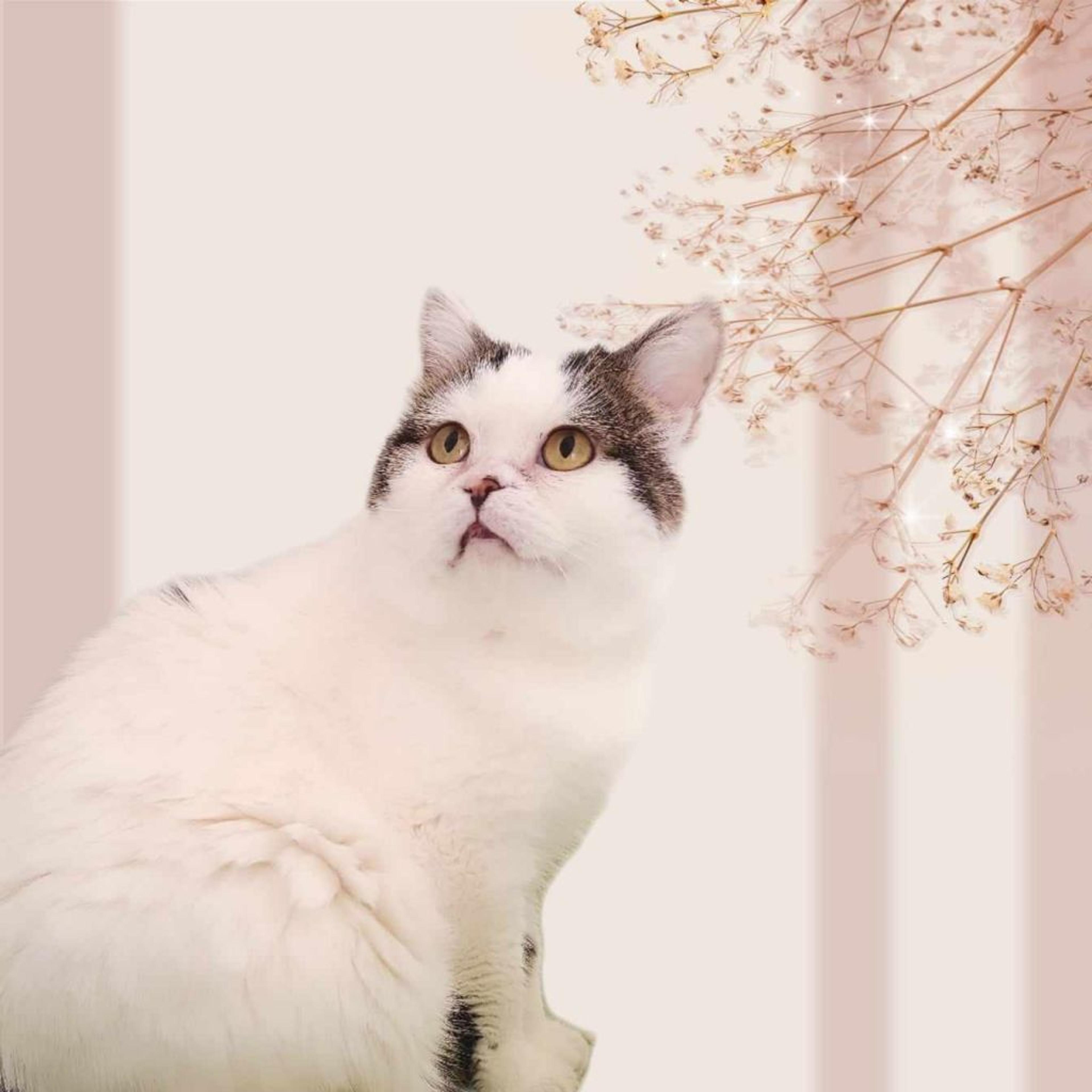pet-image-3