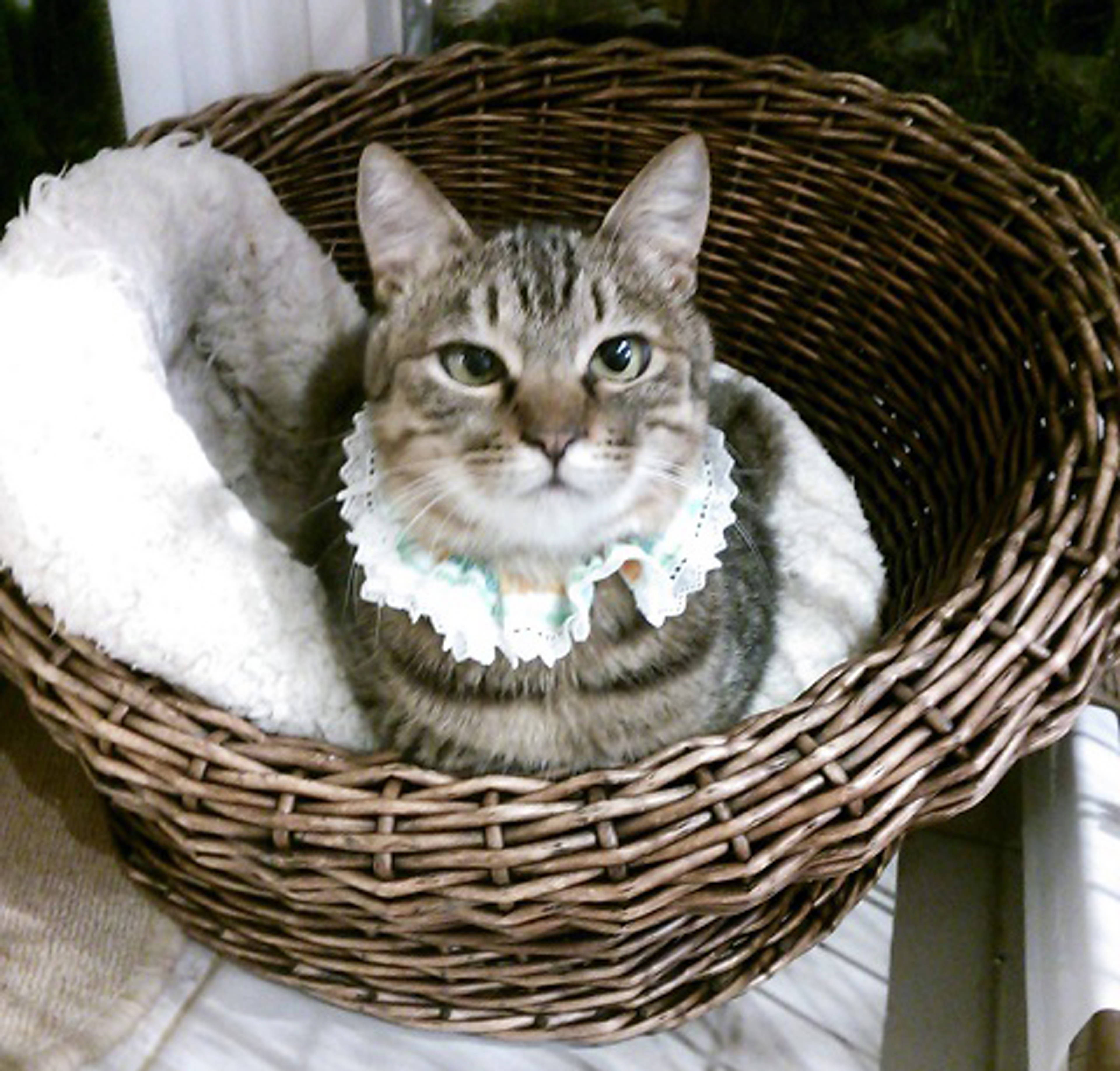 雑種（ミックス猫）・オスの里親募集の写真