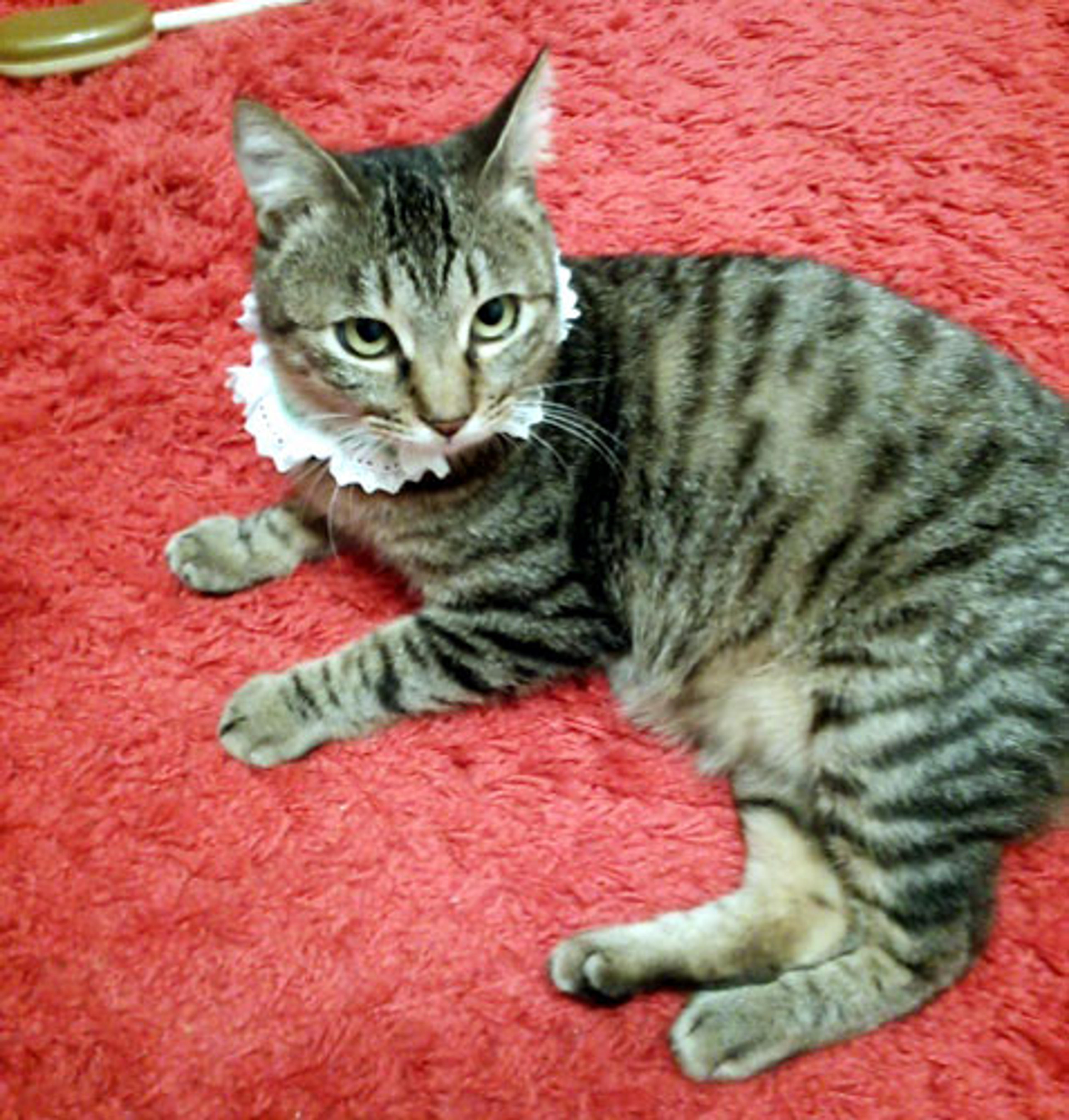pet-image-2