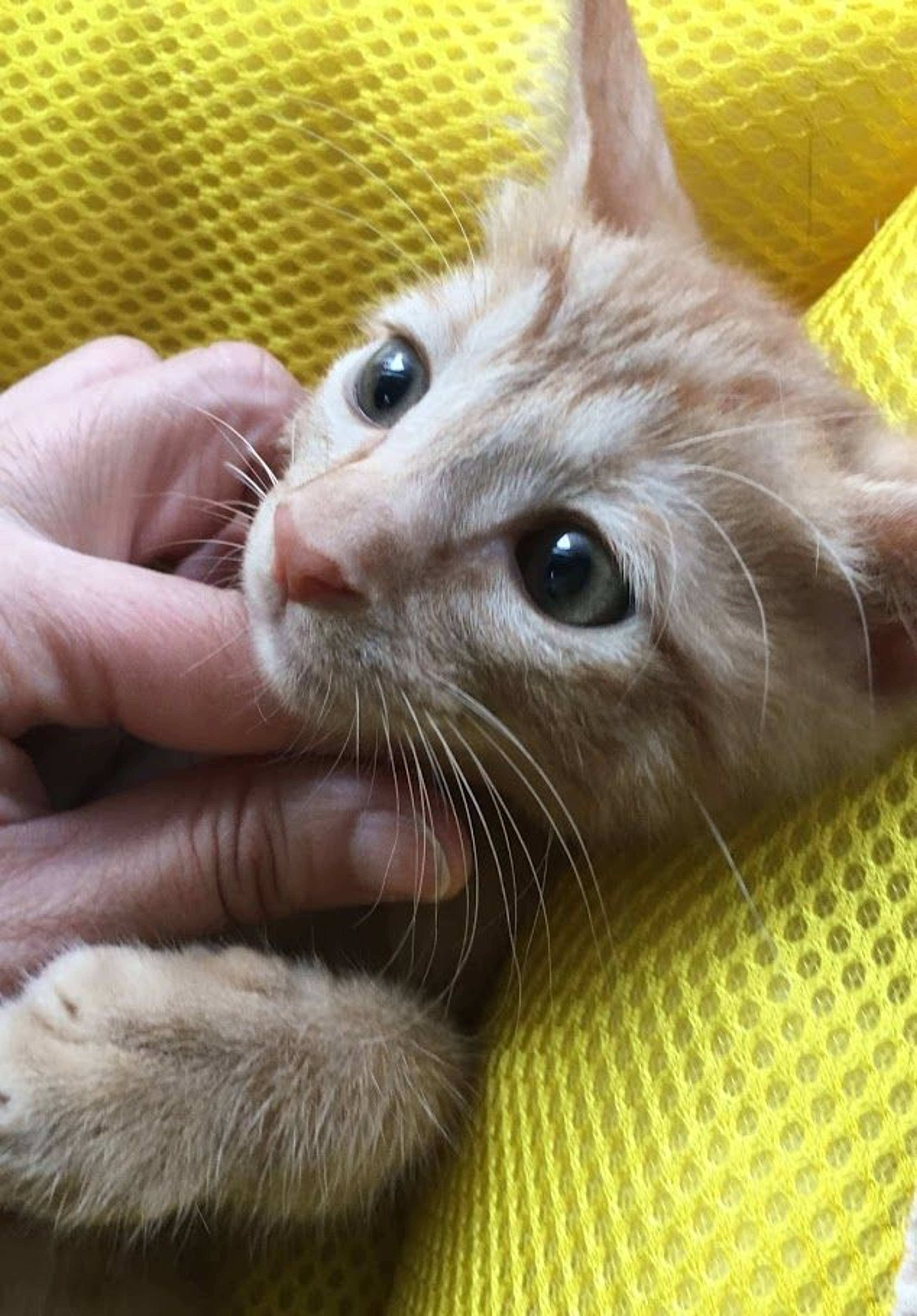 雑種（ミックス猫）・オスの里親募集の写真