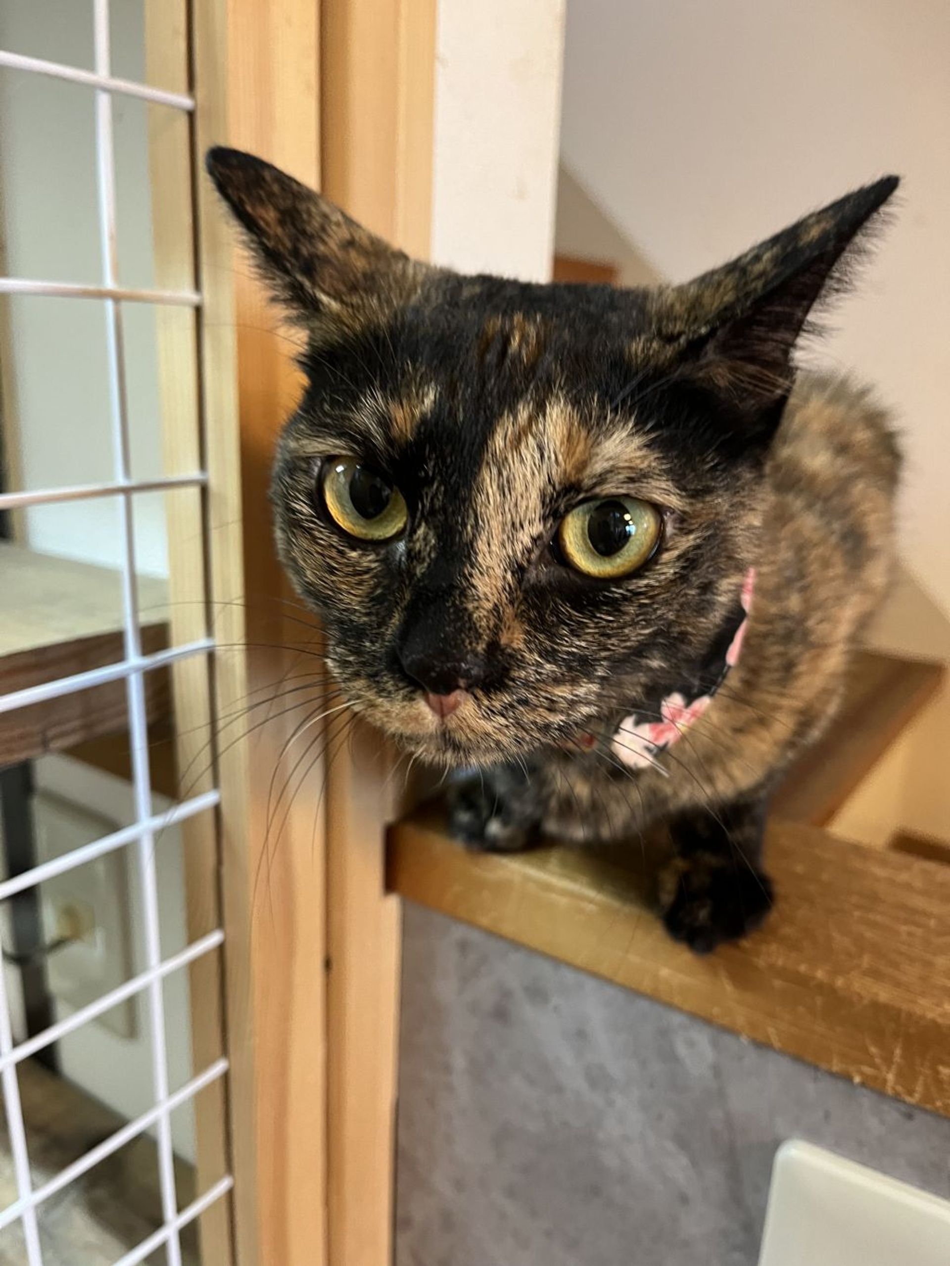 雑種（ミックス猫）・メスの里親募集の写真