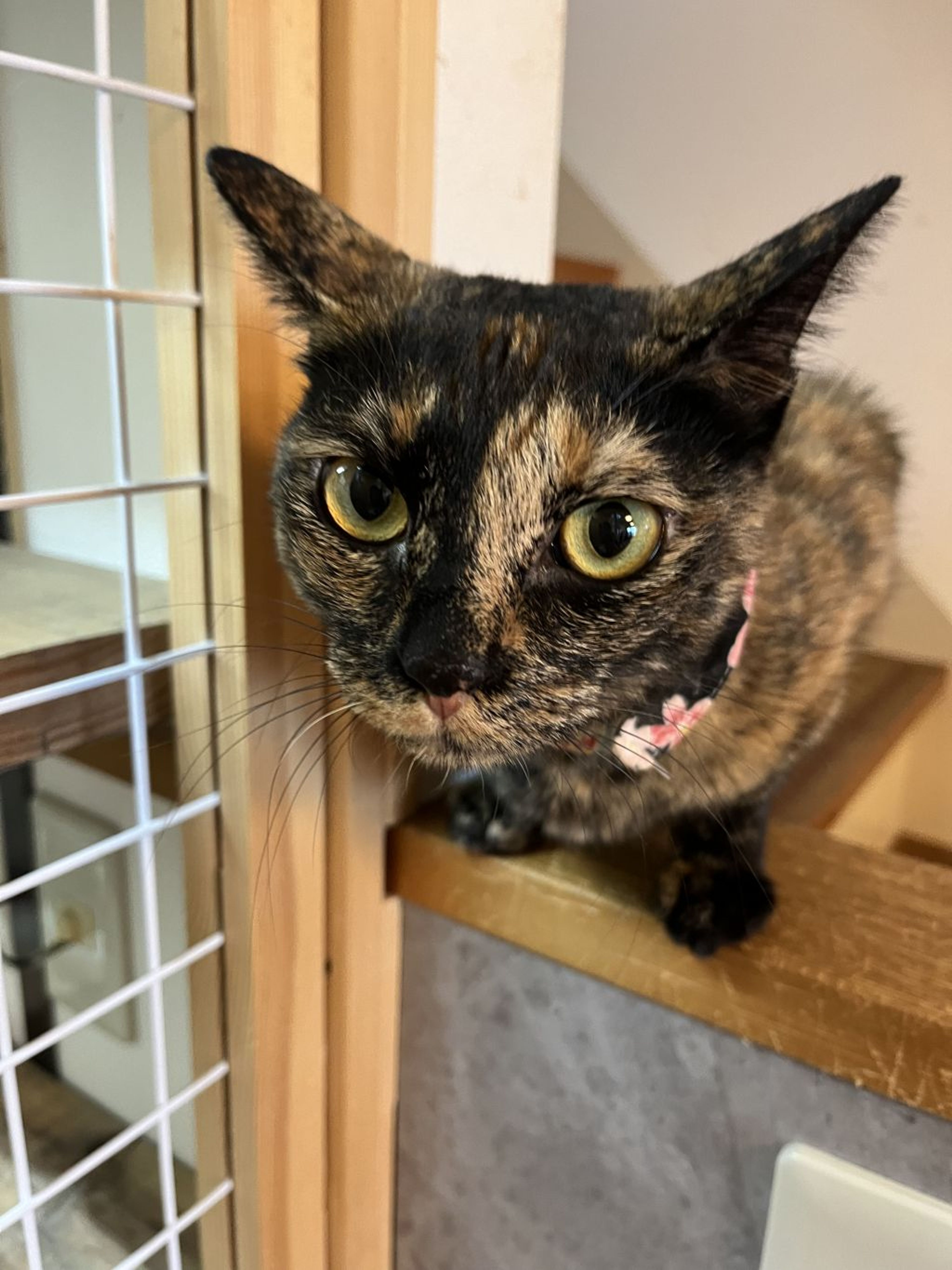 雑種（ミックス猫）・メスの里親募集の写真