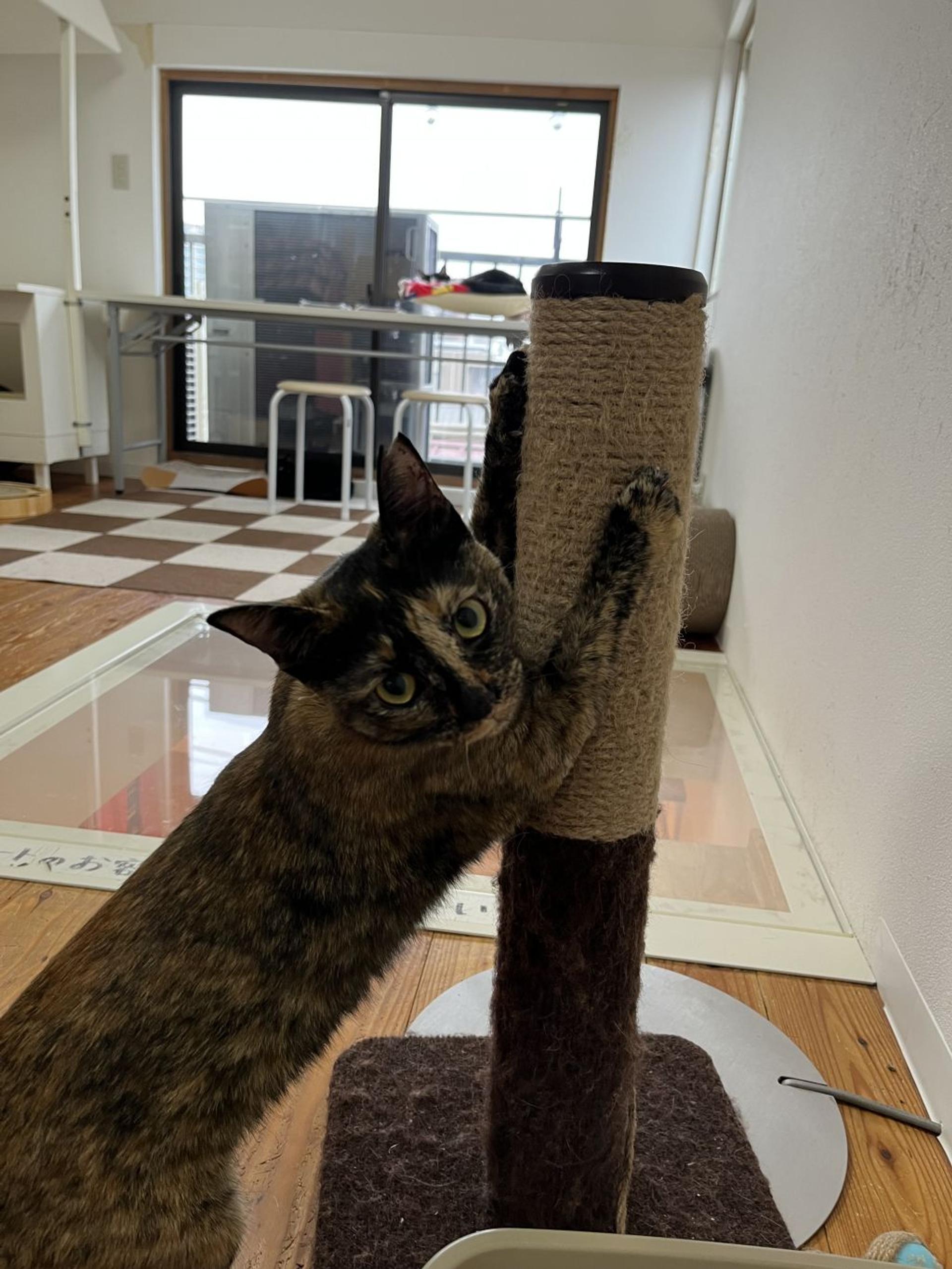 pet-image-3
