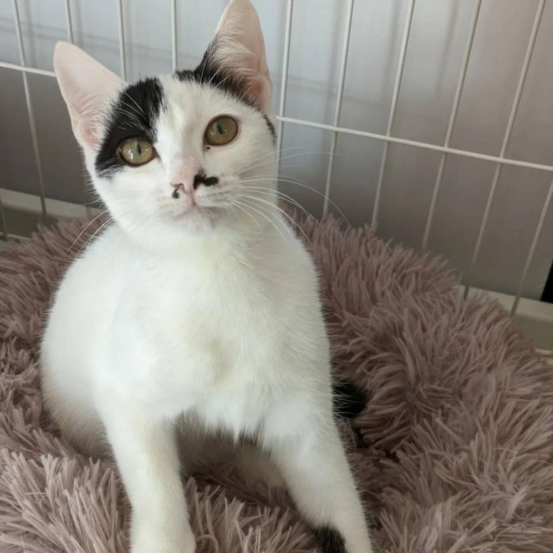 pet-image-7