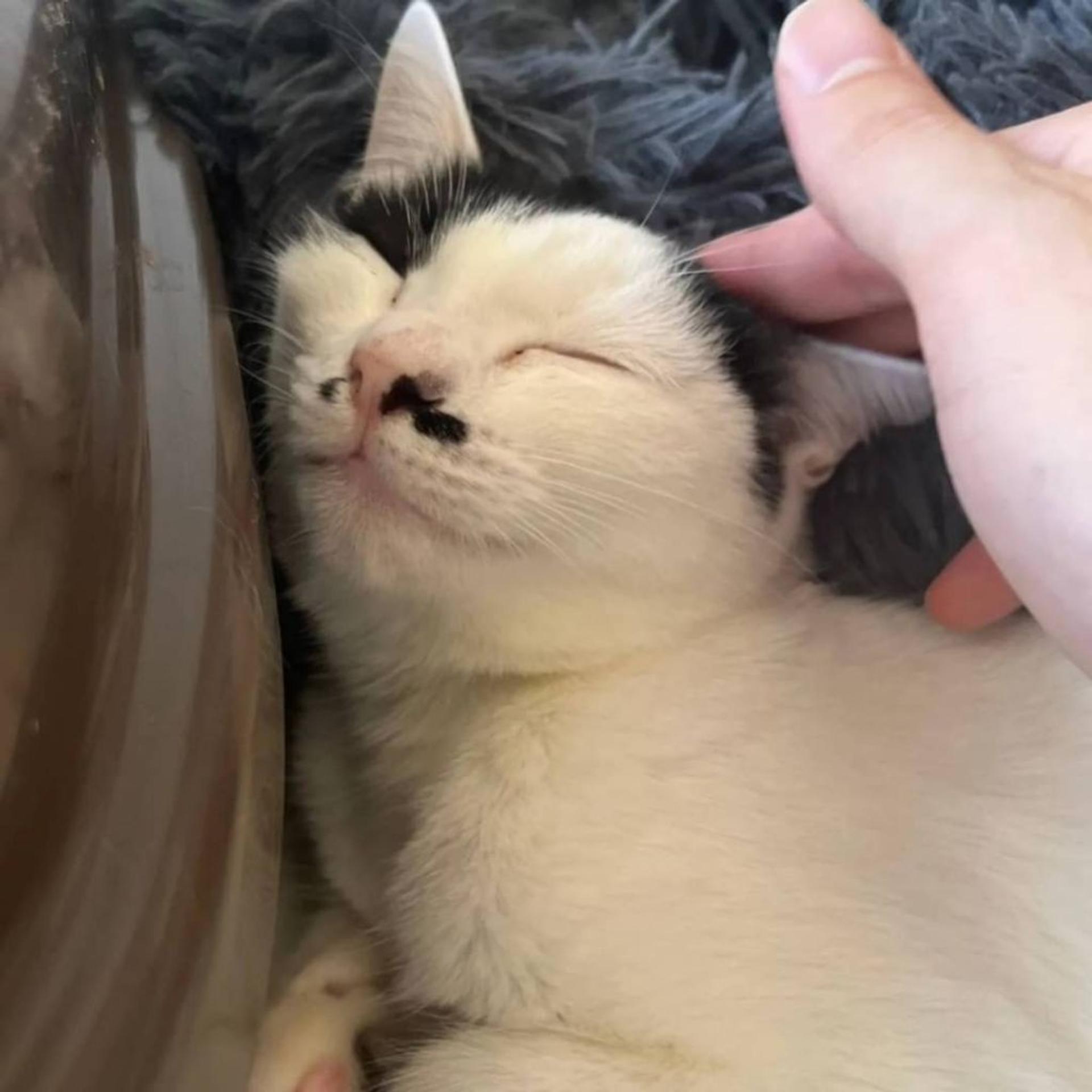 pet-image-9