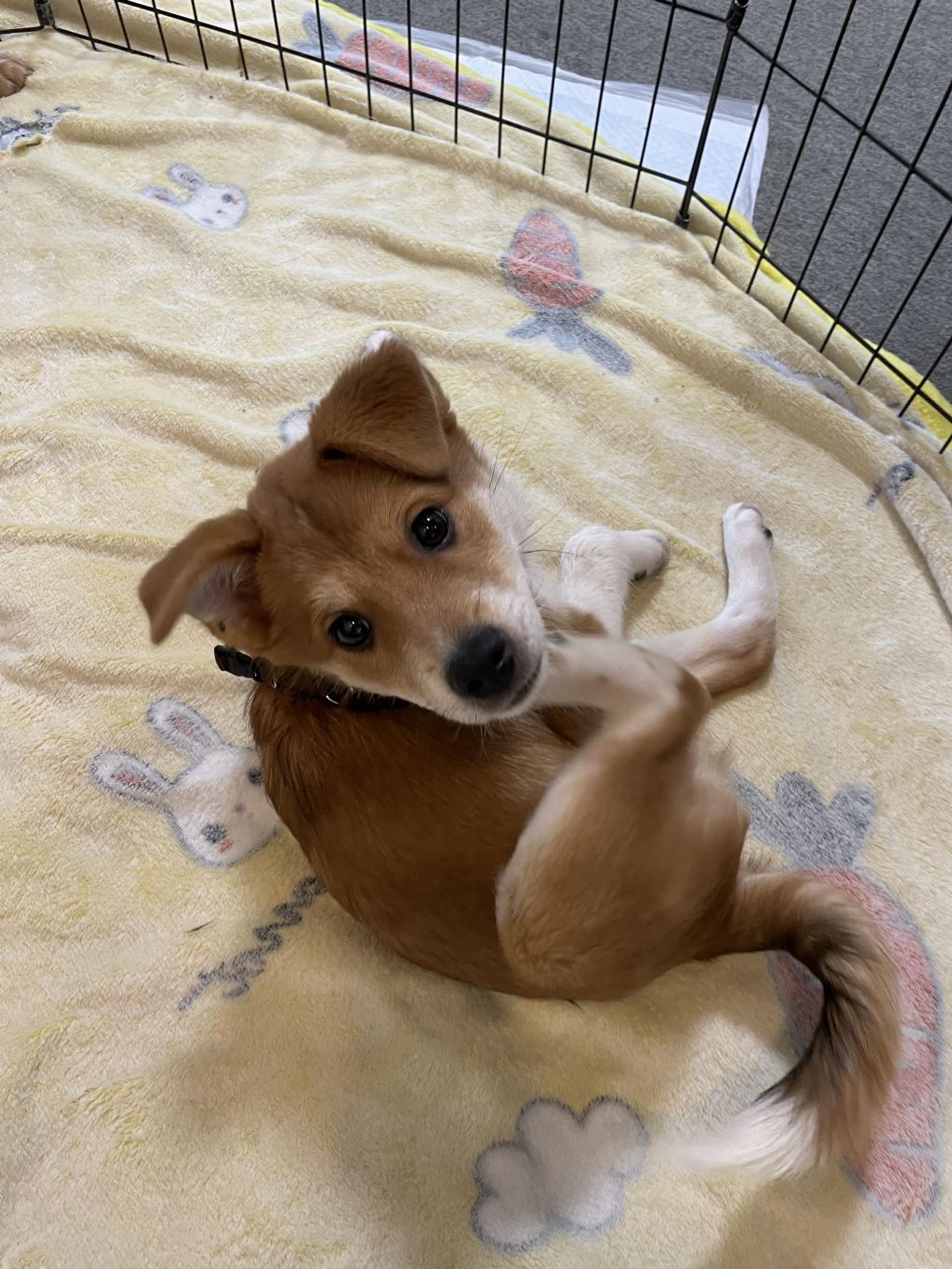 pet-image-2