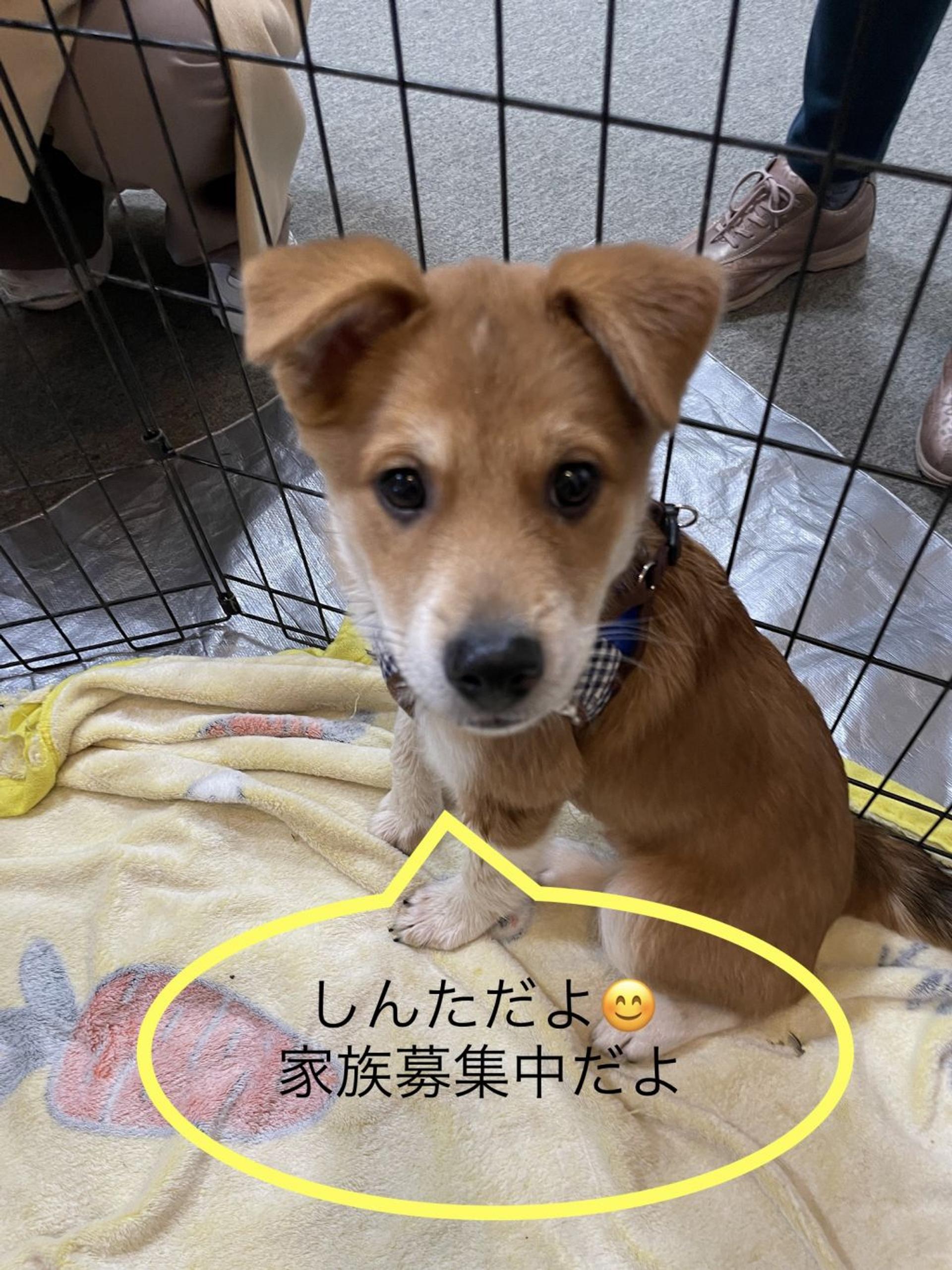 pet-image-4