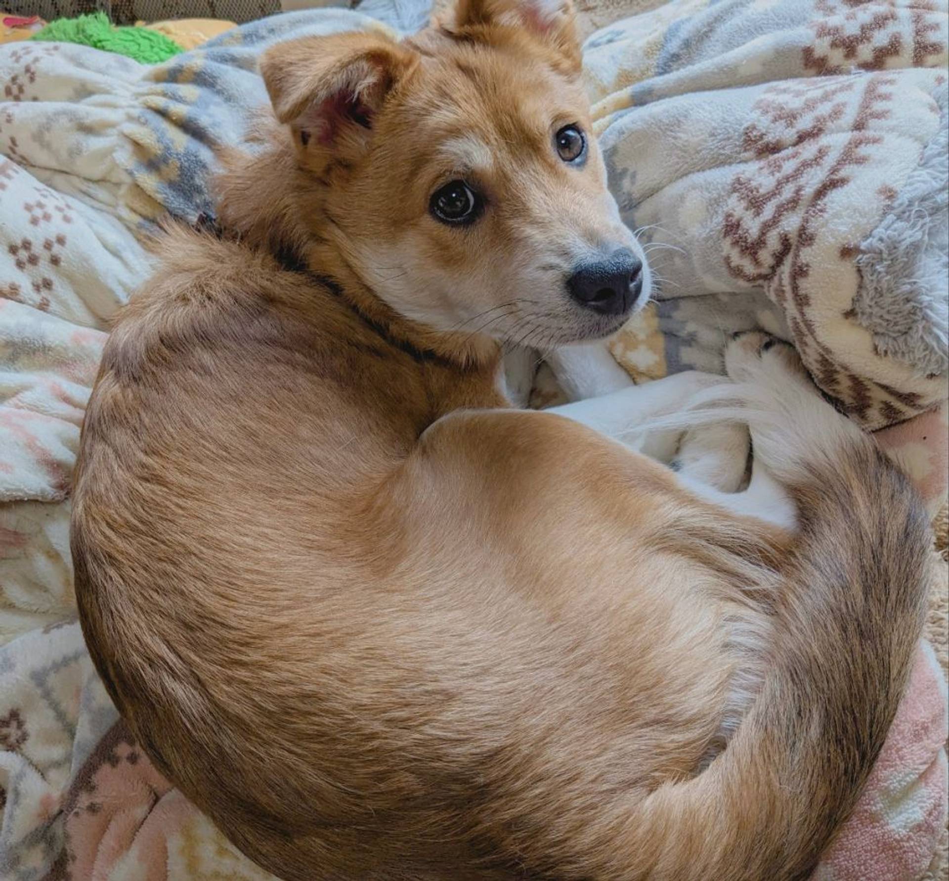 雑種（ミックス犬）・オスの里親募集の写真