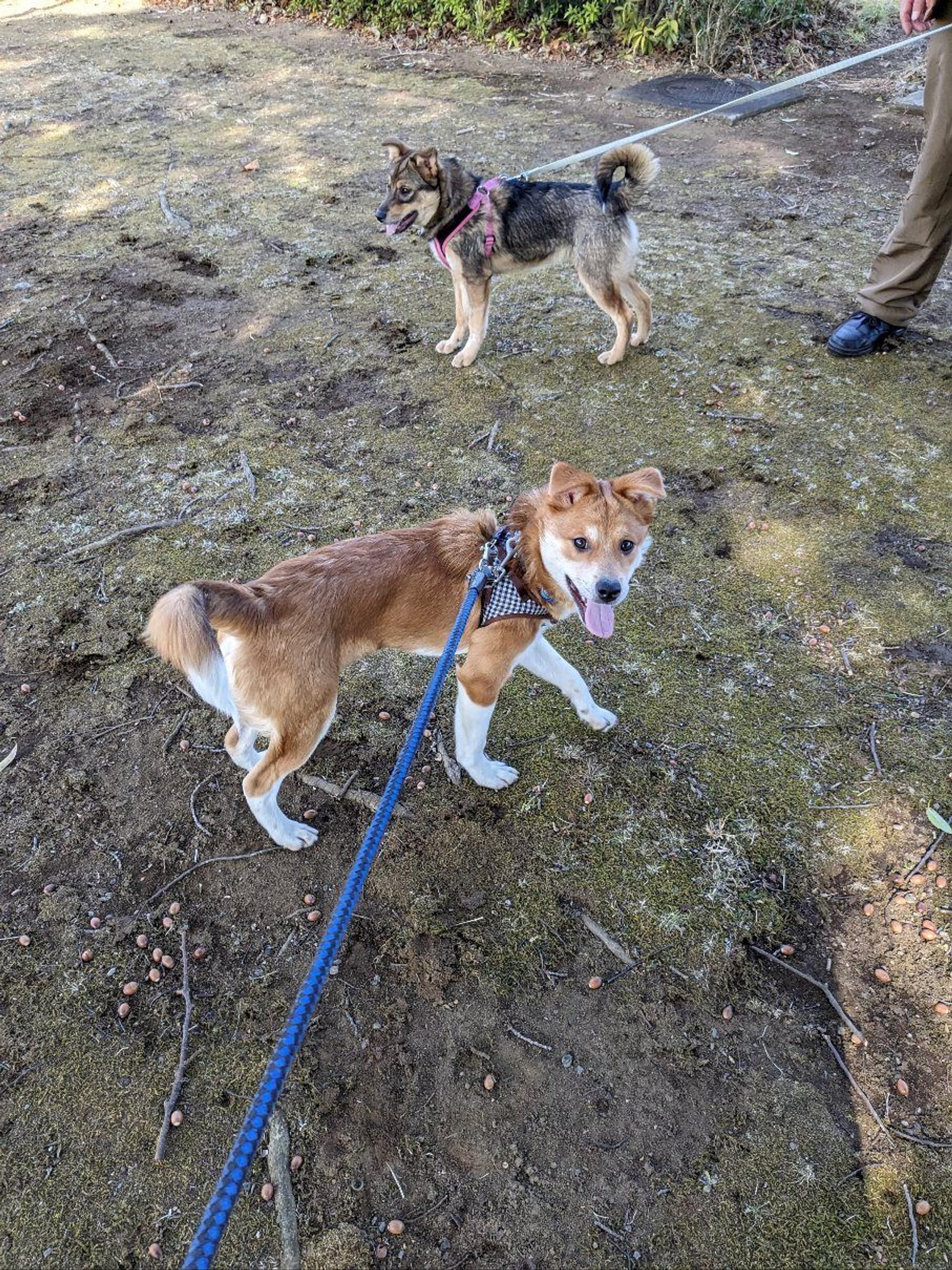 pet-image-3