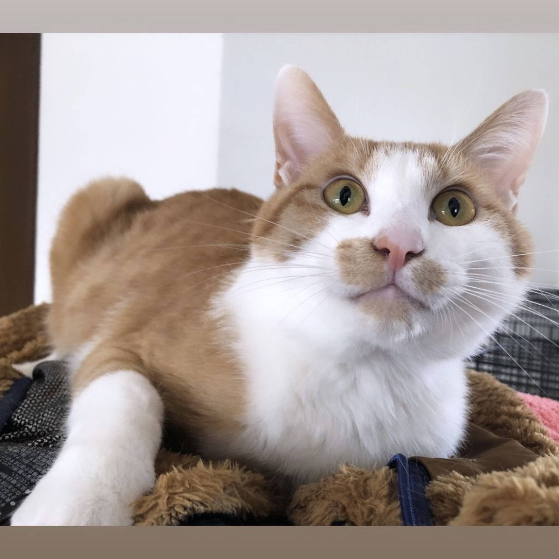 雑種（ミックス猫）・オスの里親募集の写真