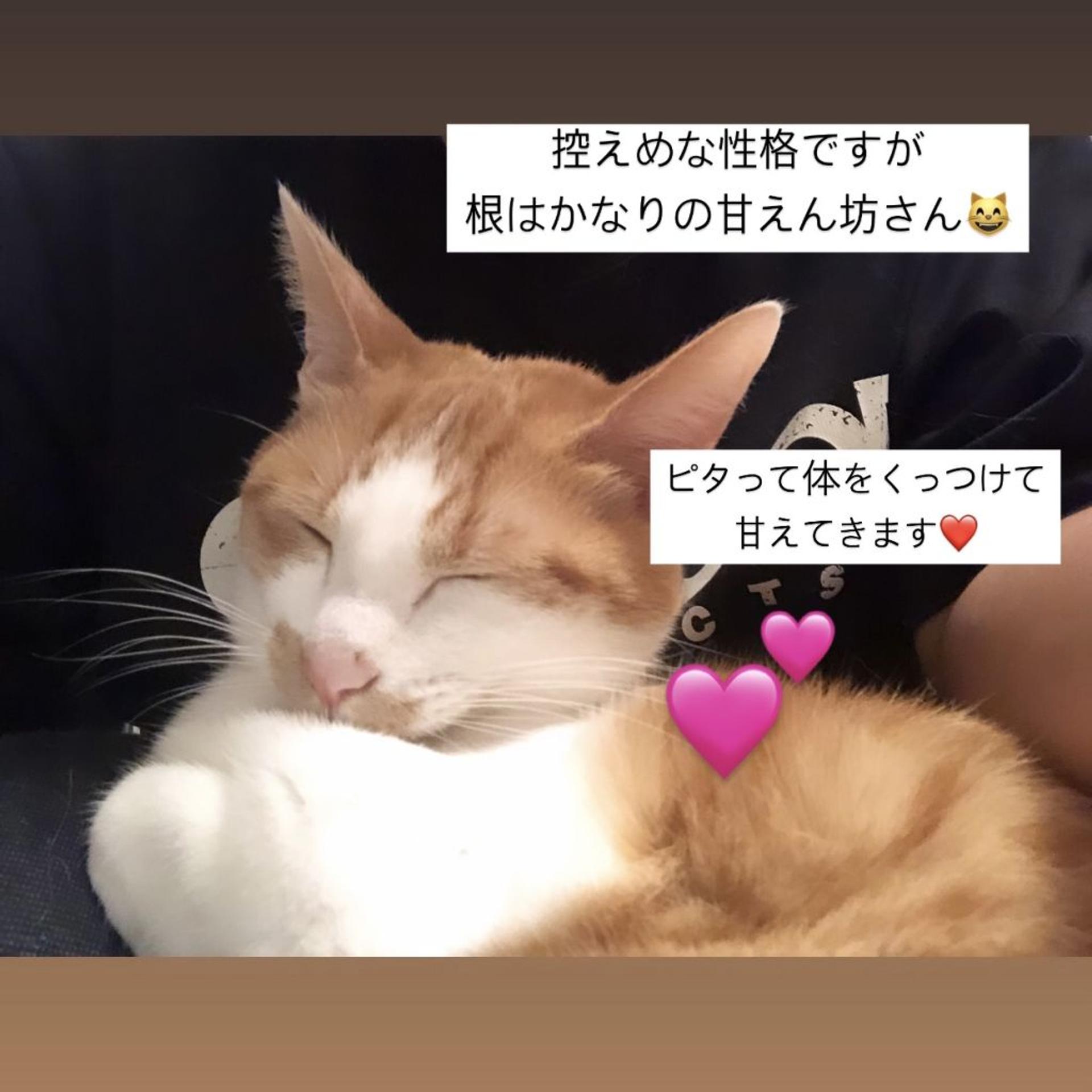 pet-image-2