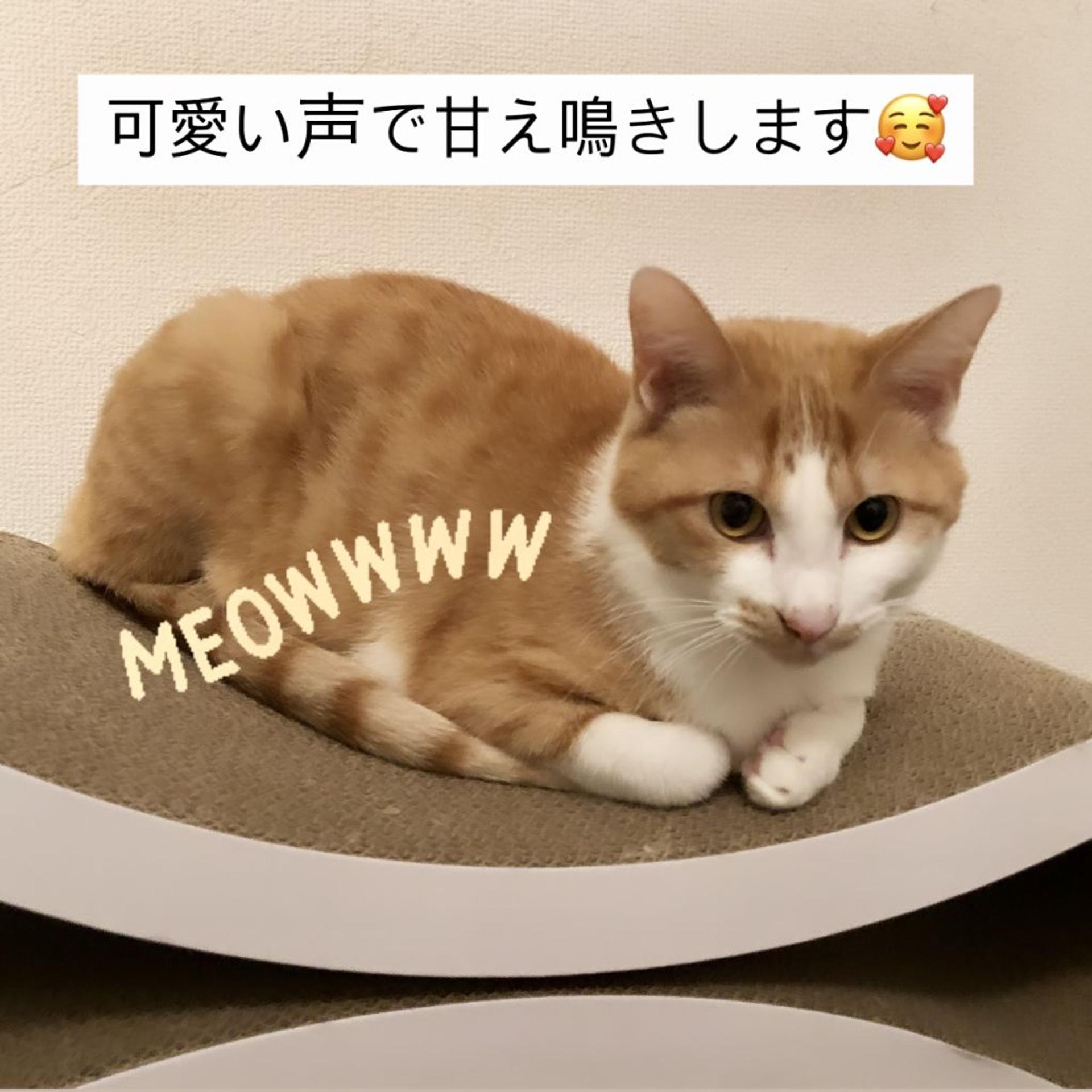 pet-image-3