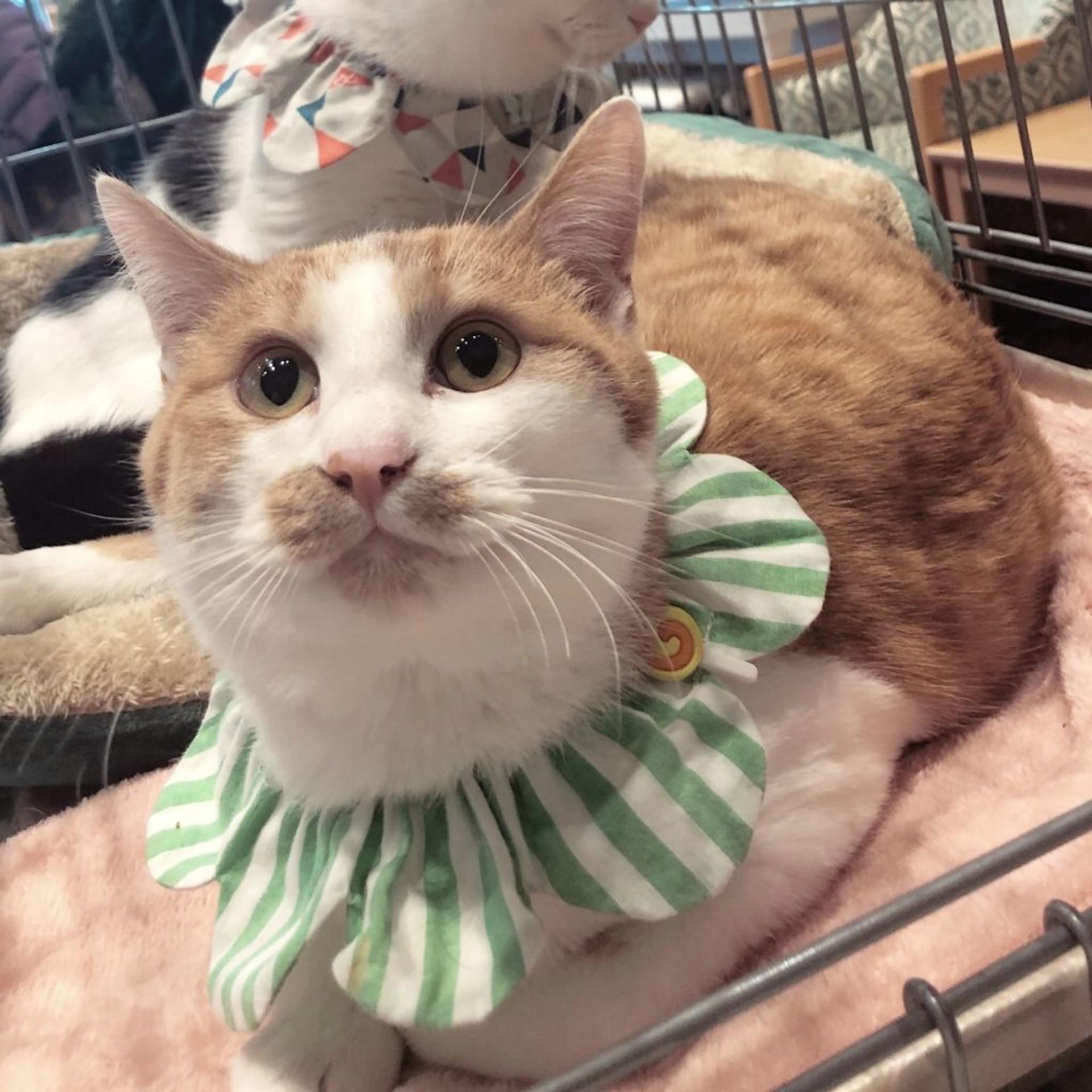 pet-image-5