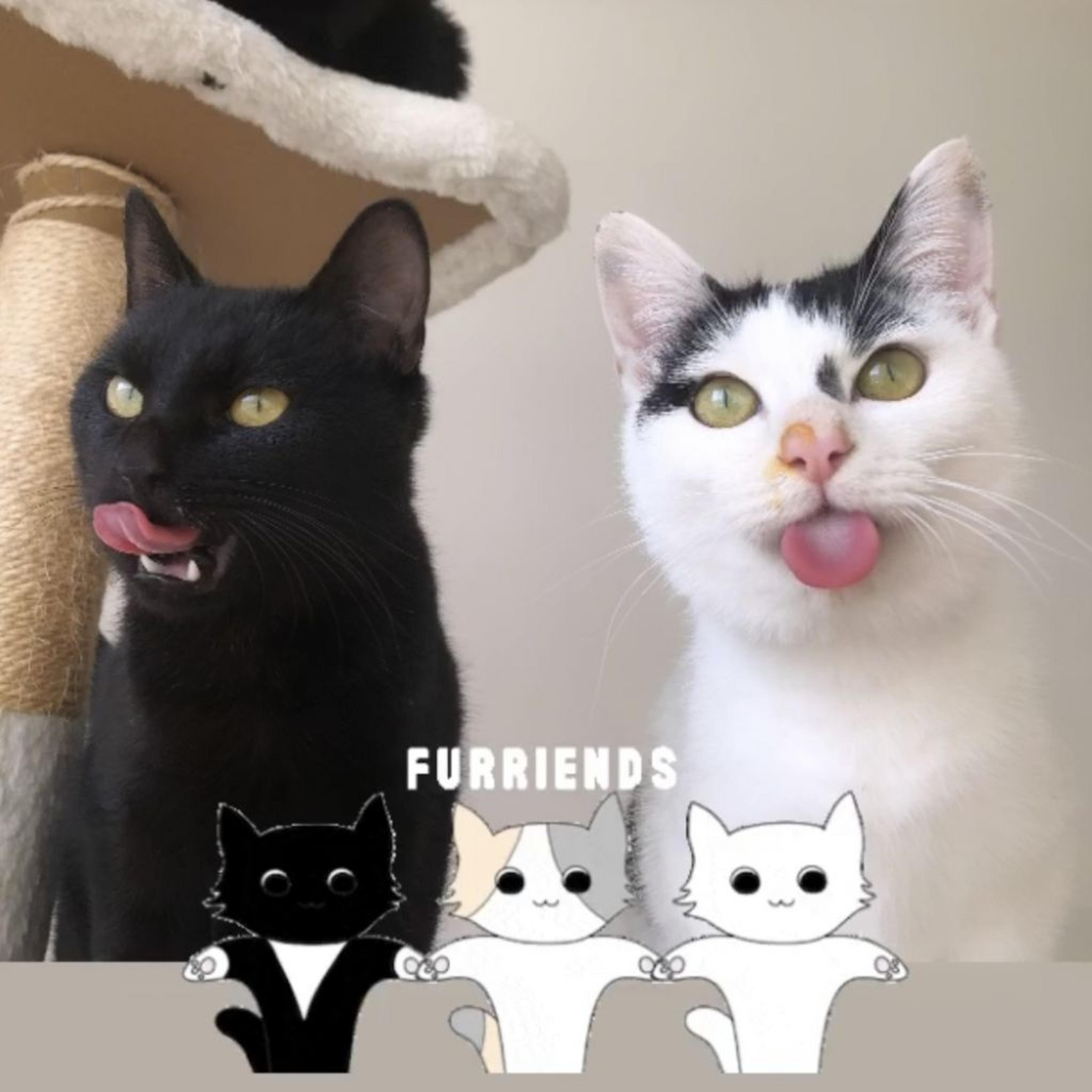 pet-image-4