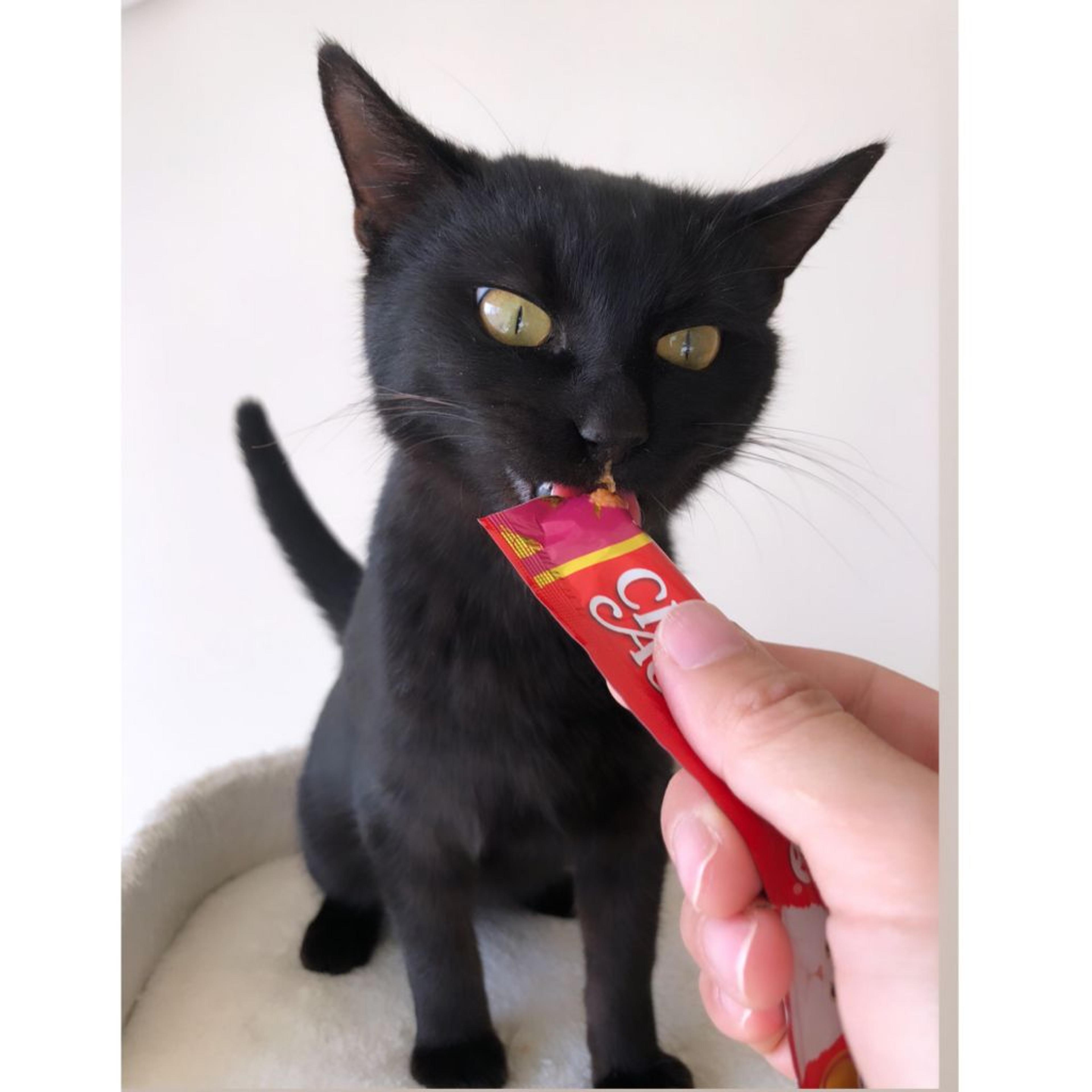 pet-image-8