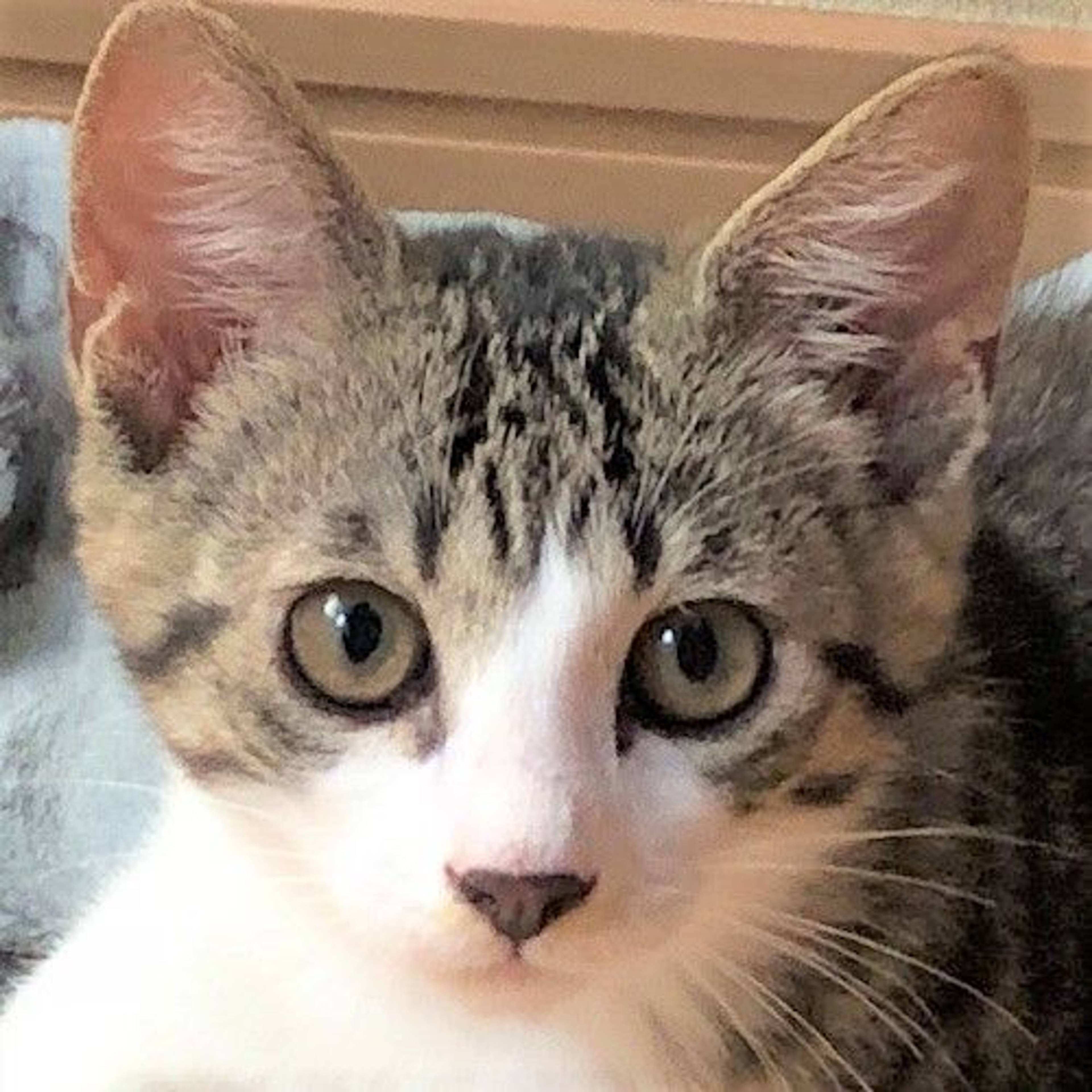 雑種（ミックス猫）・オスの里親募集の写真