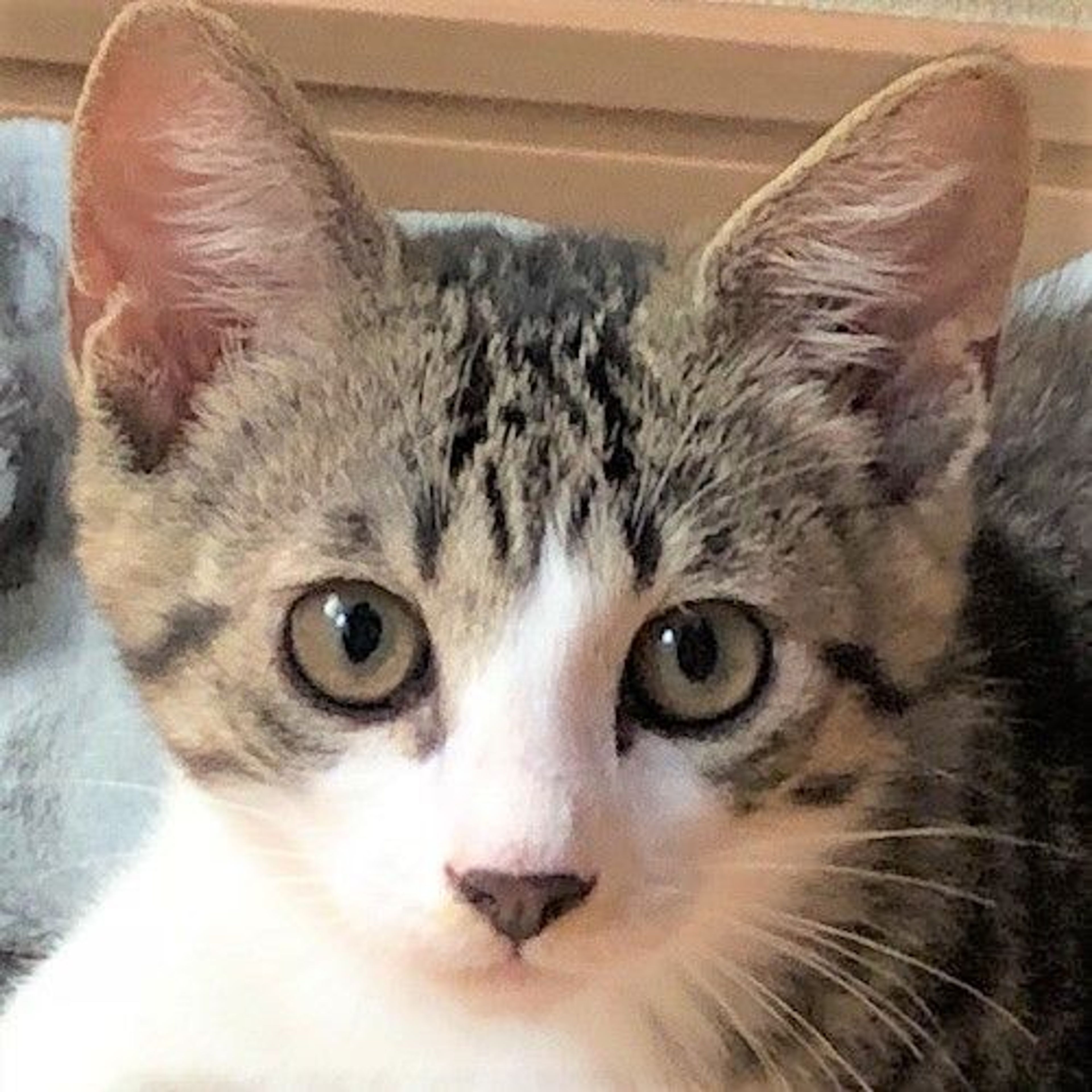 雑種（ミックス猫）・オスの里親募集の写真