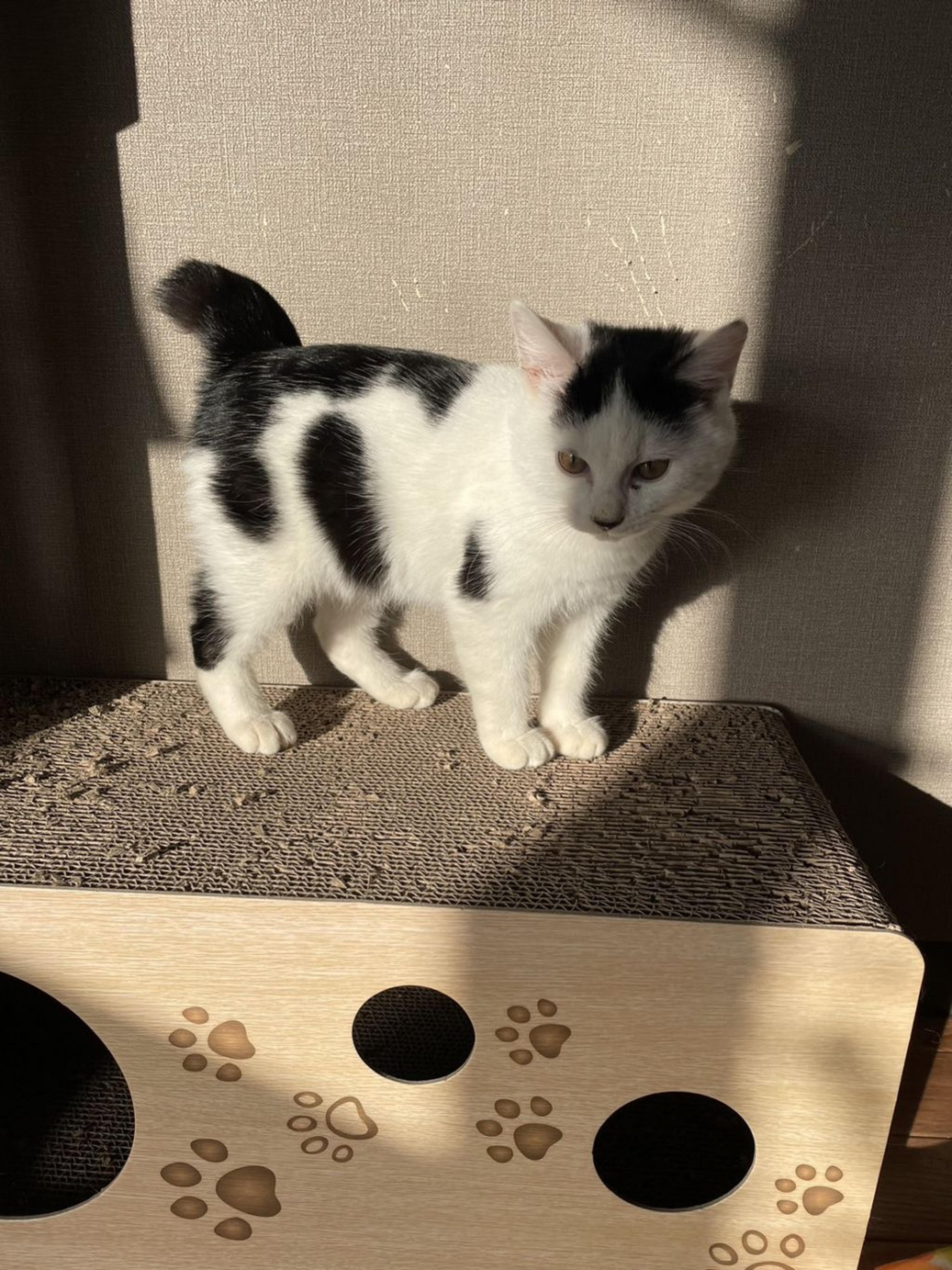 pet-image-3