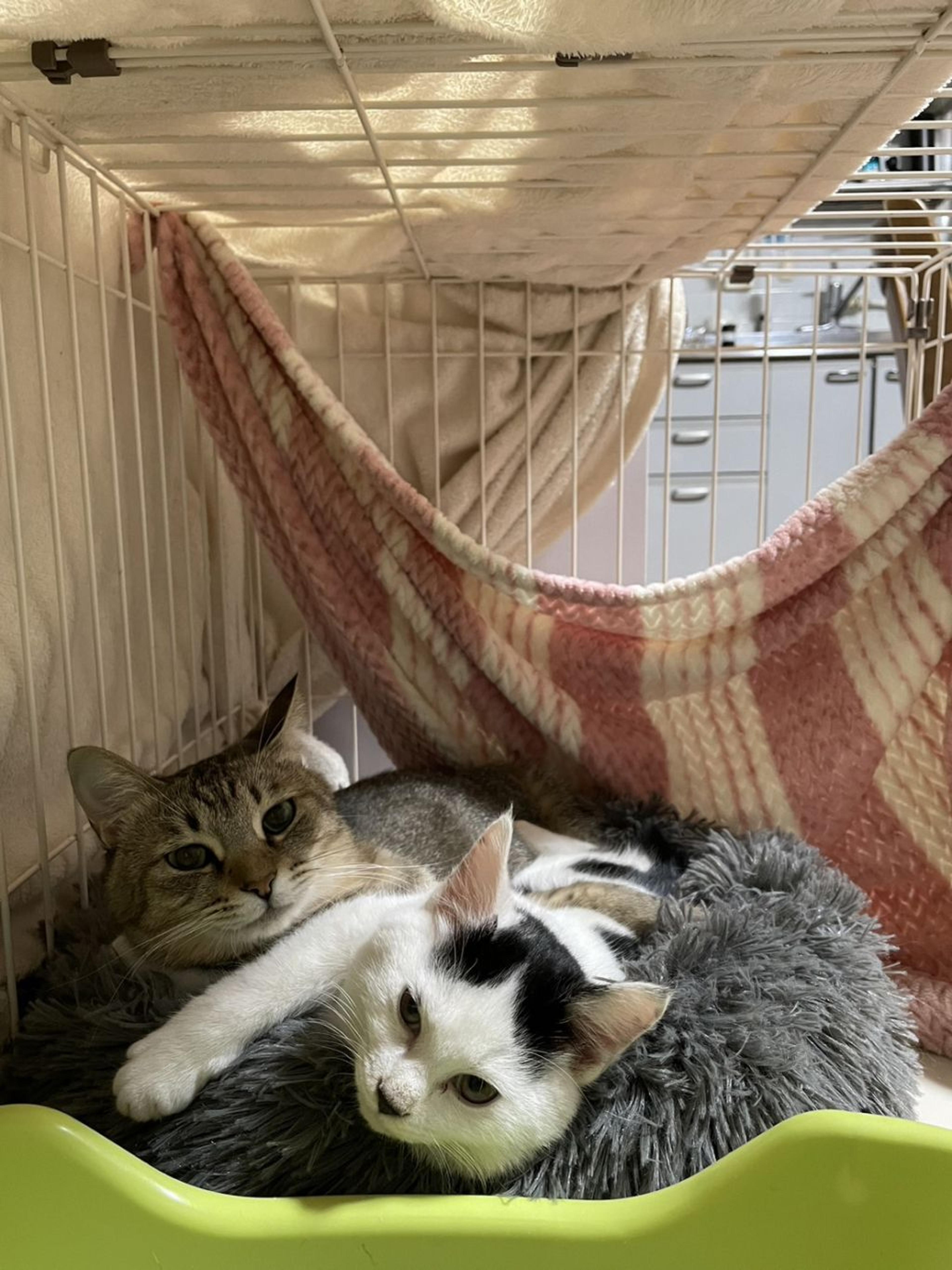 pet-image-4