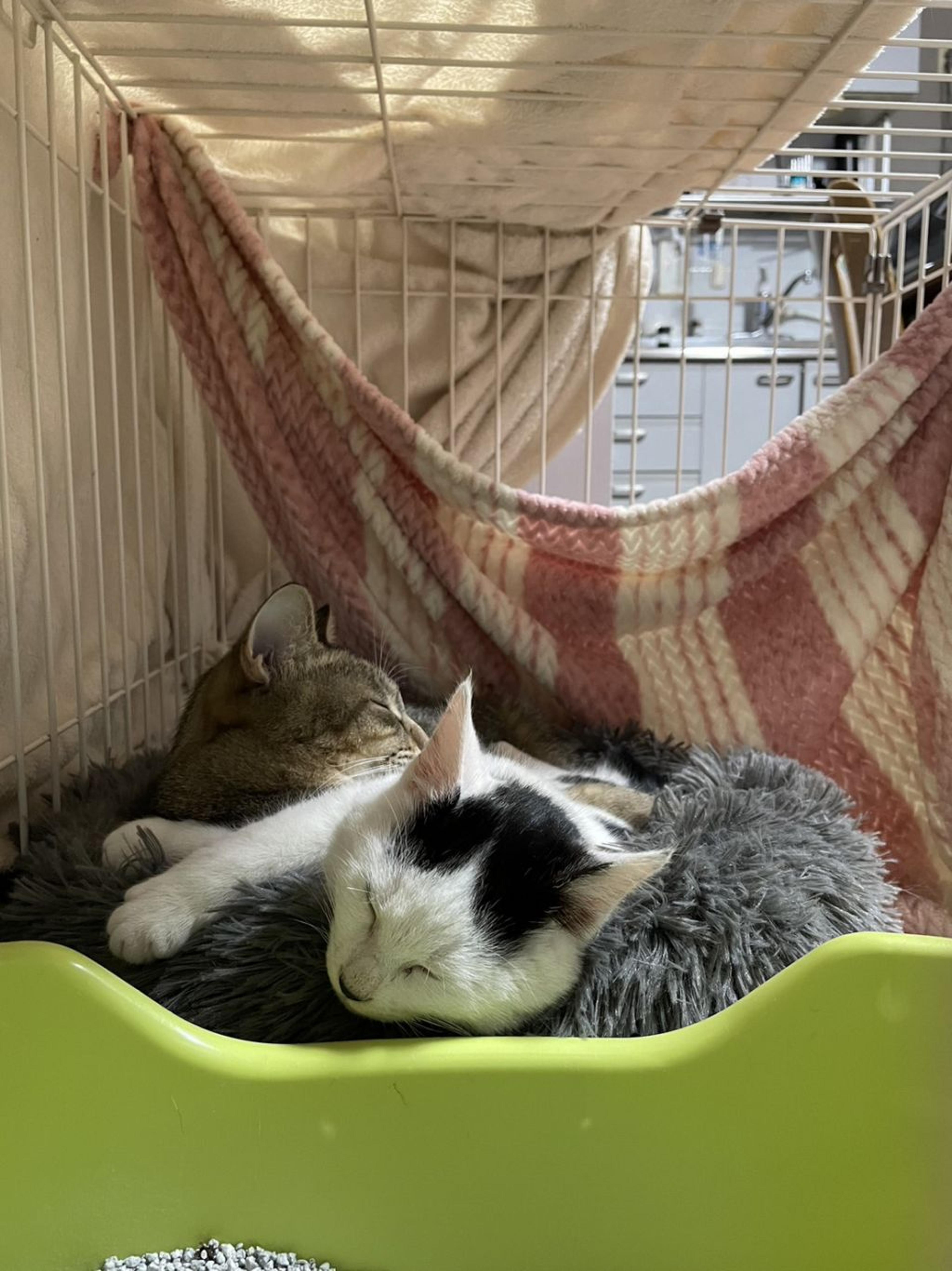 pet-image-5