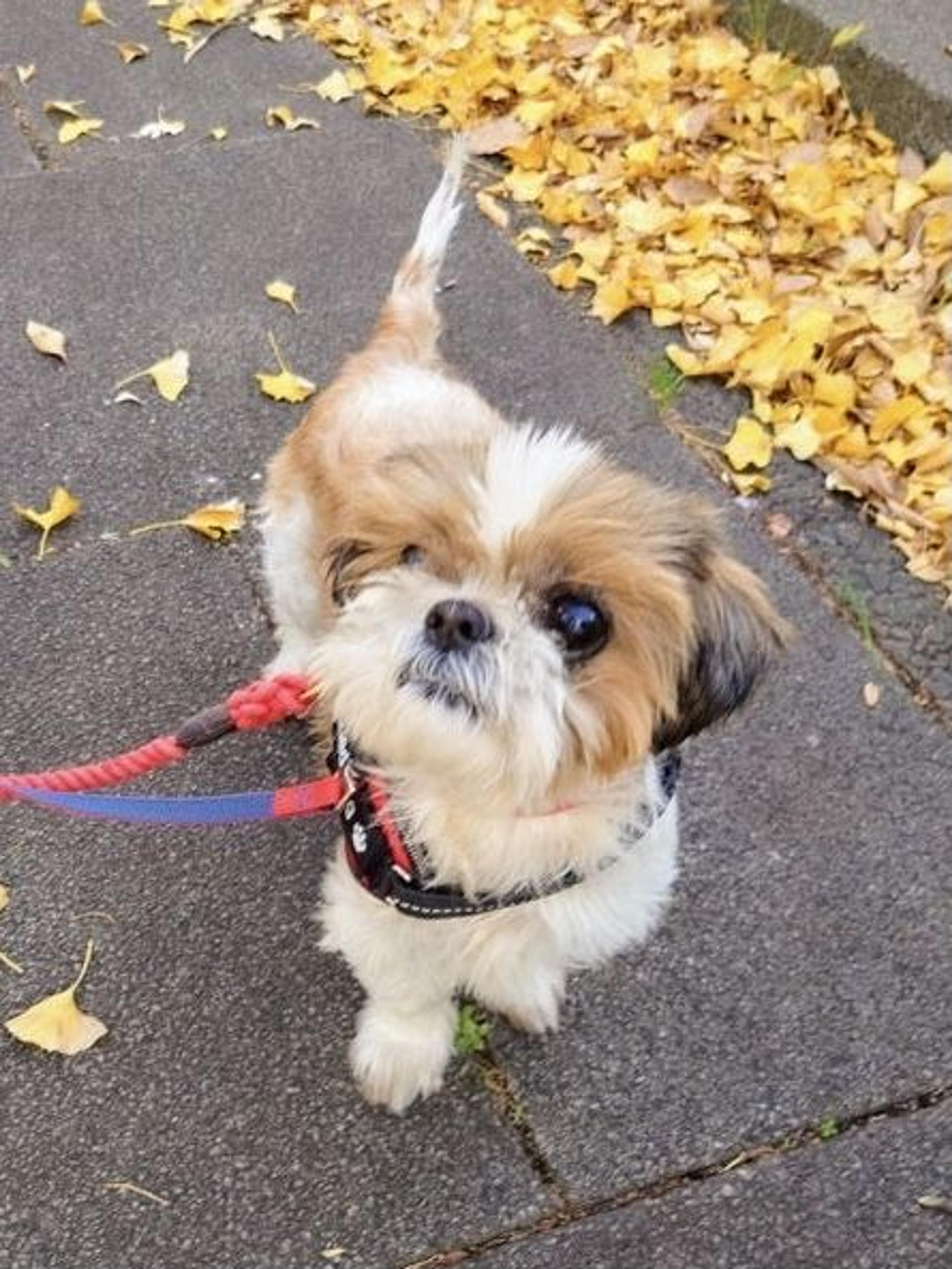 pet-image-2