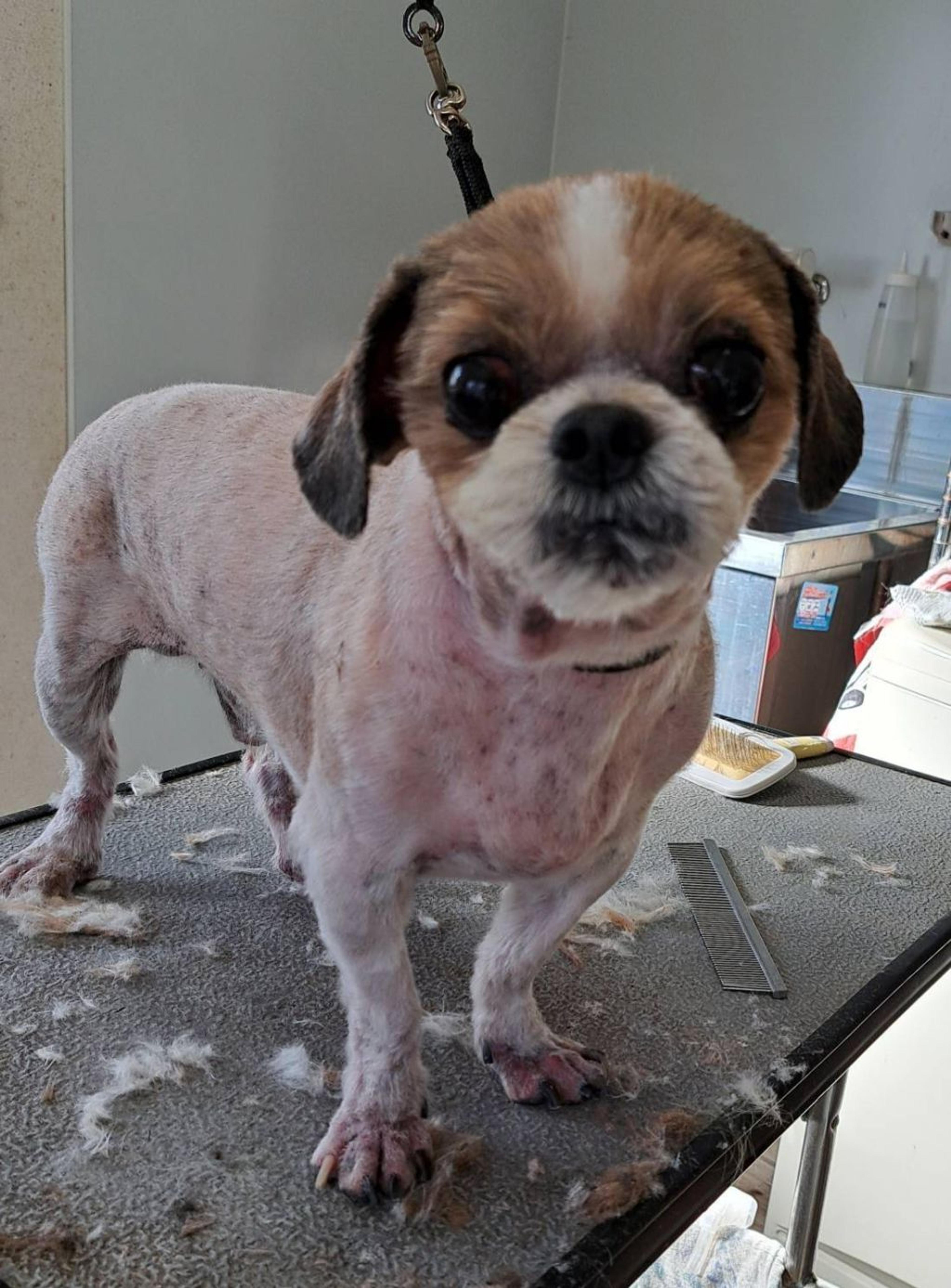 pet-image-5