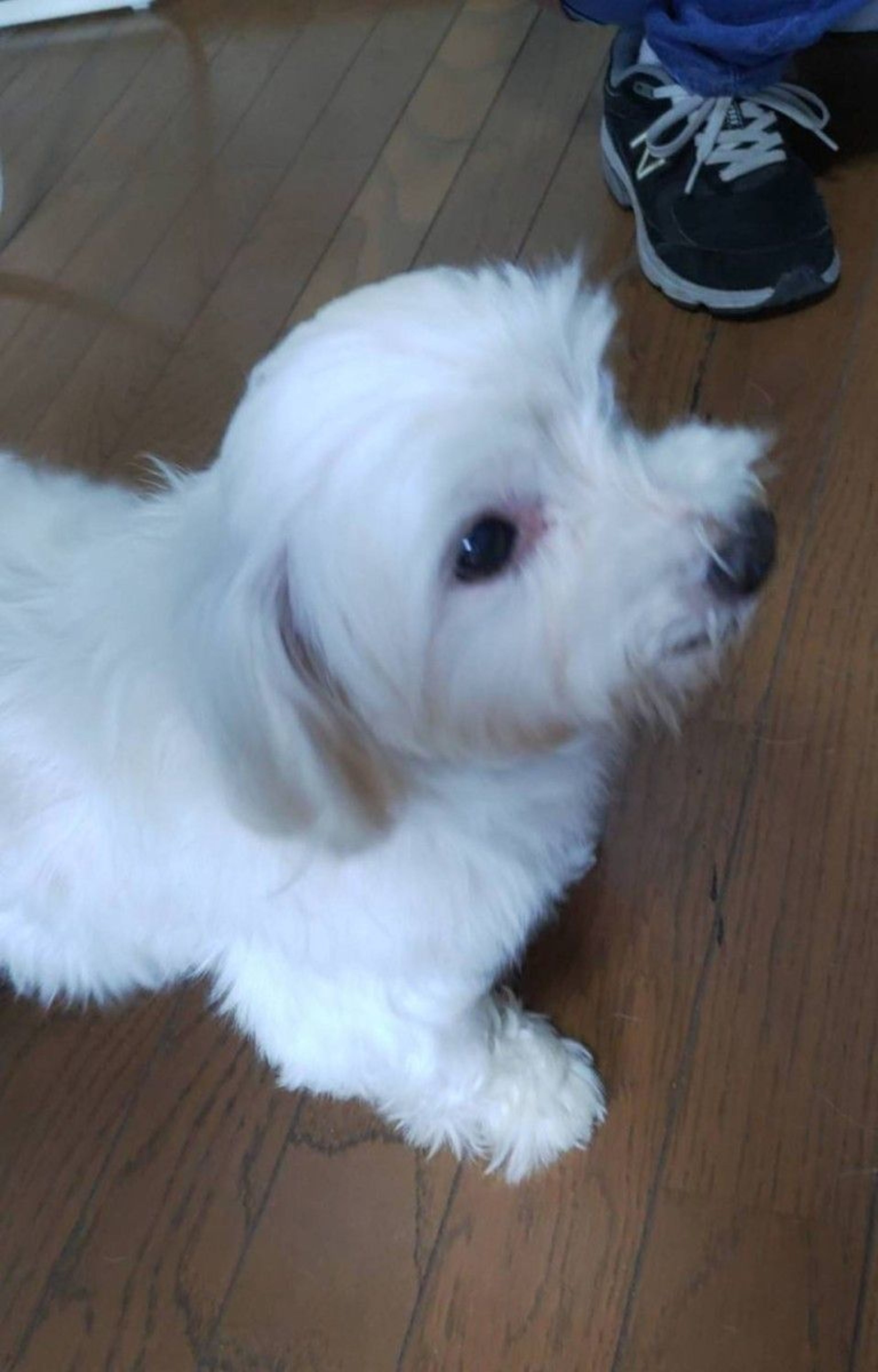pet-image-2
