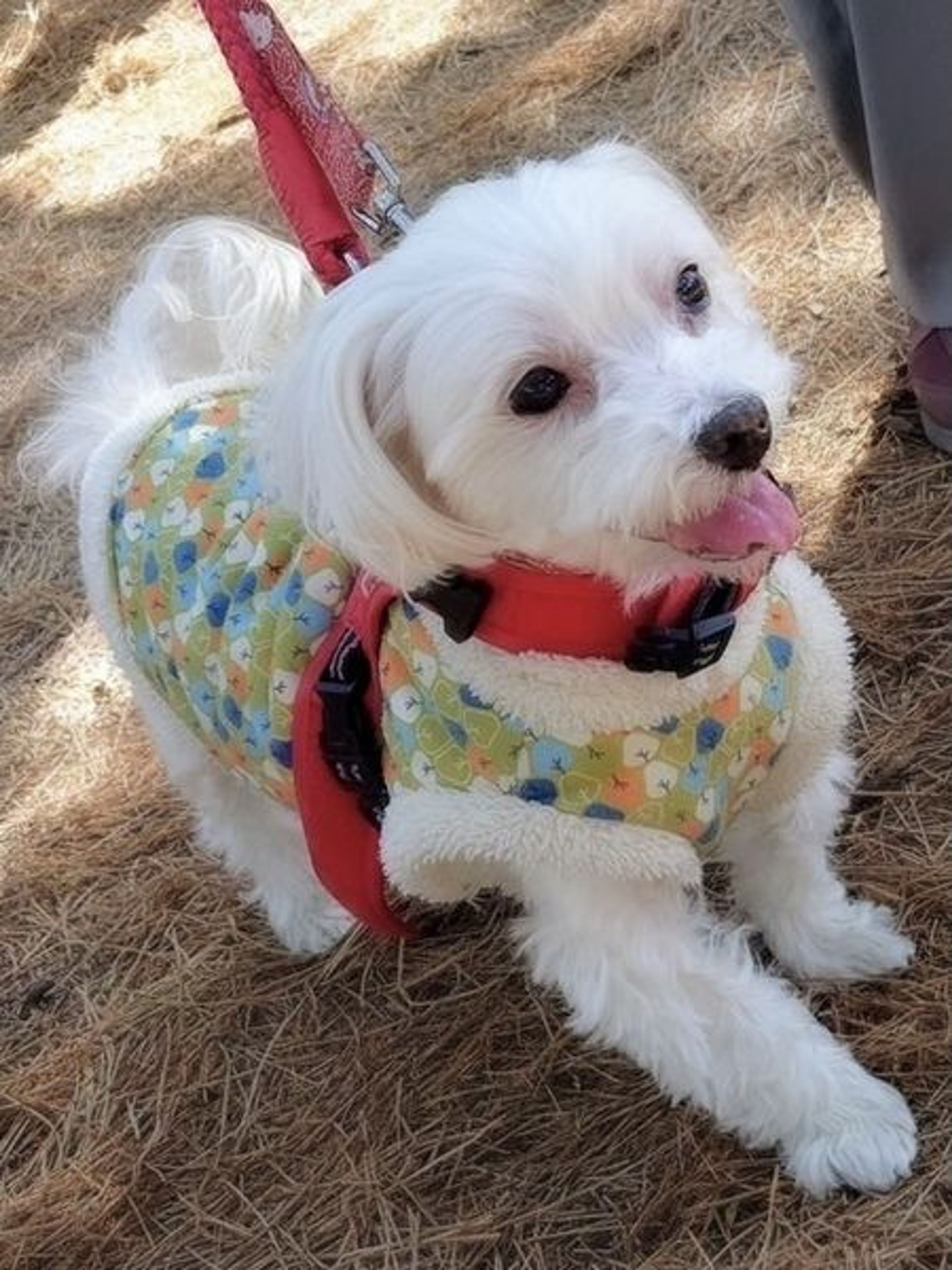 pet-image-3