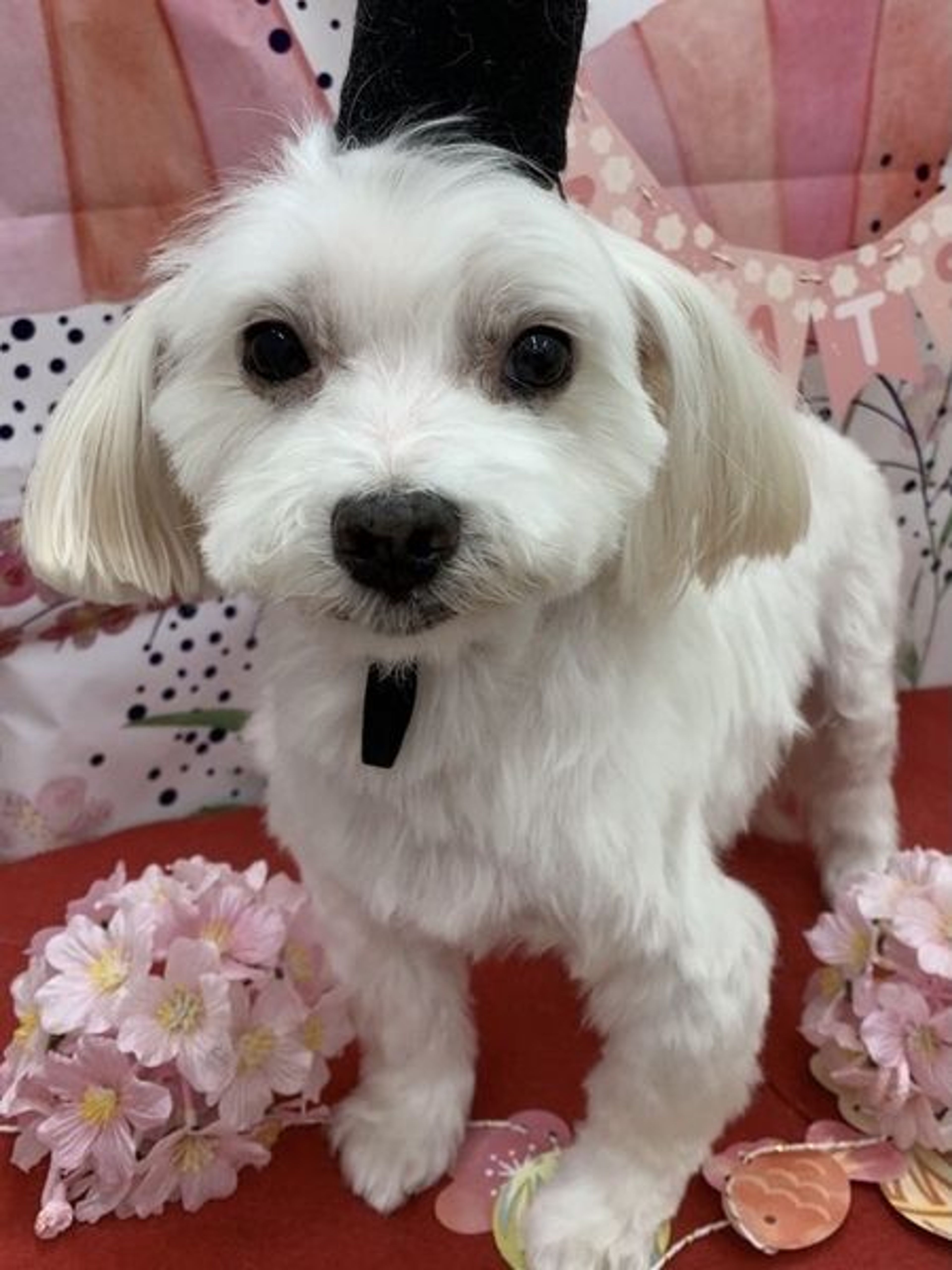 pet-image-4