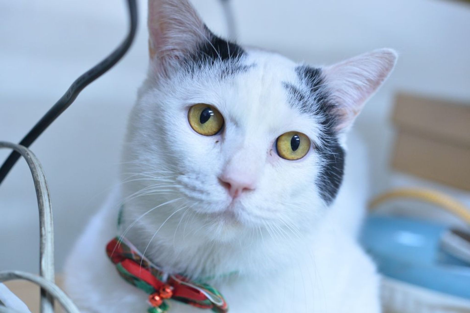雑種（ミックス猫）・オスの里親募集の写真