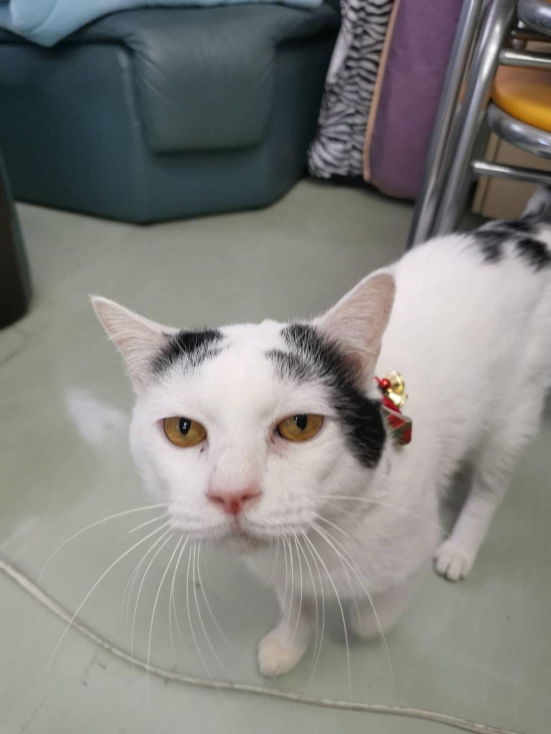 pet-image-2